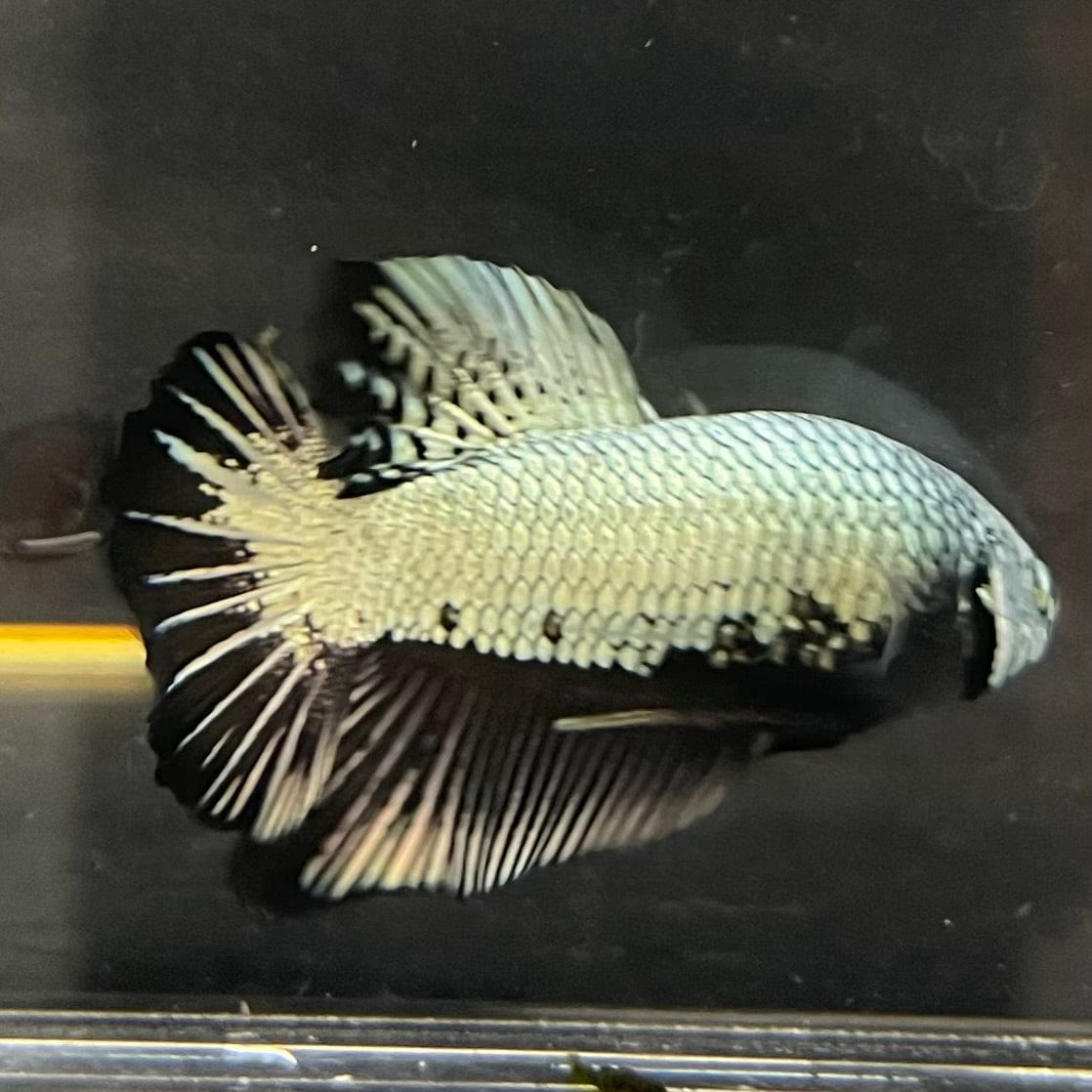 the-fish-farm Premium Male Betta Black and White Samurai Plakat Betta Male - One Only - 7 Buy this Black and White Samurai Plakat Male Betta - One Only - 1