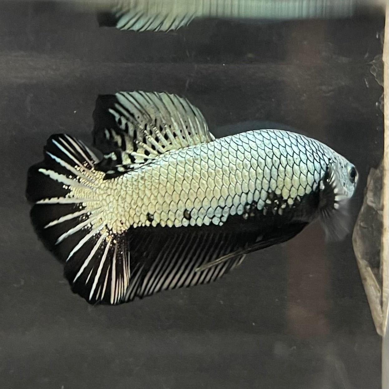 the-fish-farm Premium Male Betta Black and White Samurai Plakat Betta Male - One Only - 7 Buy this Black and White Samurai Plakat Male Betta - One Only - 1
