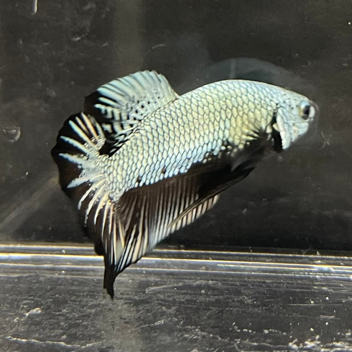 the-fish-farm Premium Male Betta Black and White Samurai Plakat Betta Male - One Only - 7 Buy this Black and White Samurai Plakat Male Betta - One Only - 1