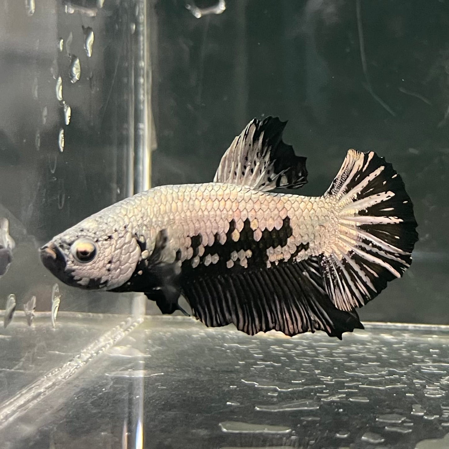 the-fish-farm Premium Male Betta Fancy Plakat Betta Male - One Only - 1 Buy this Premium Male Plakat Betta - One Only The Fish Farm Australia