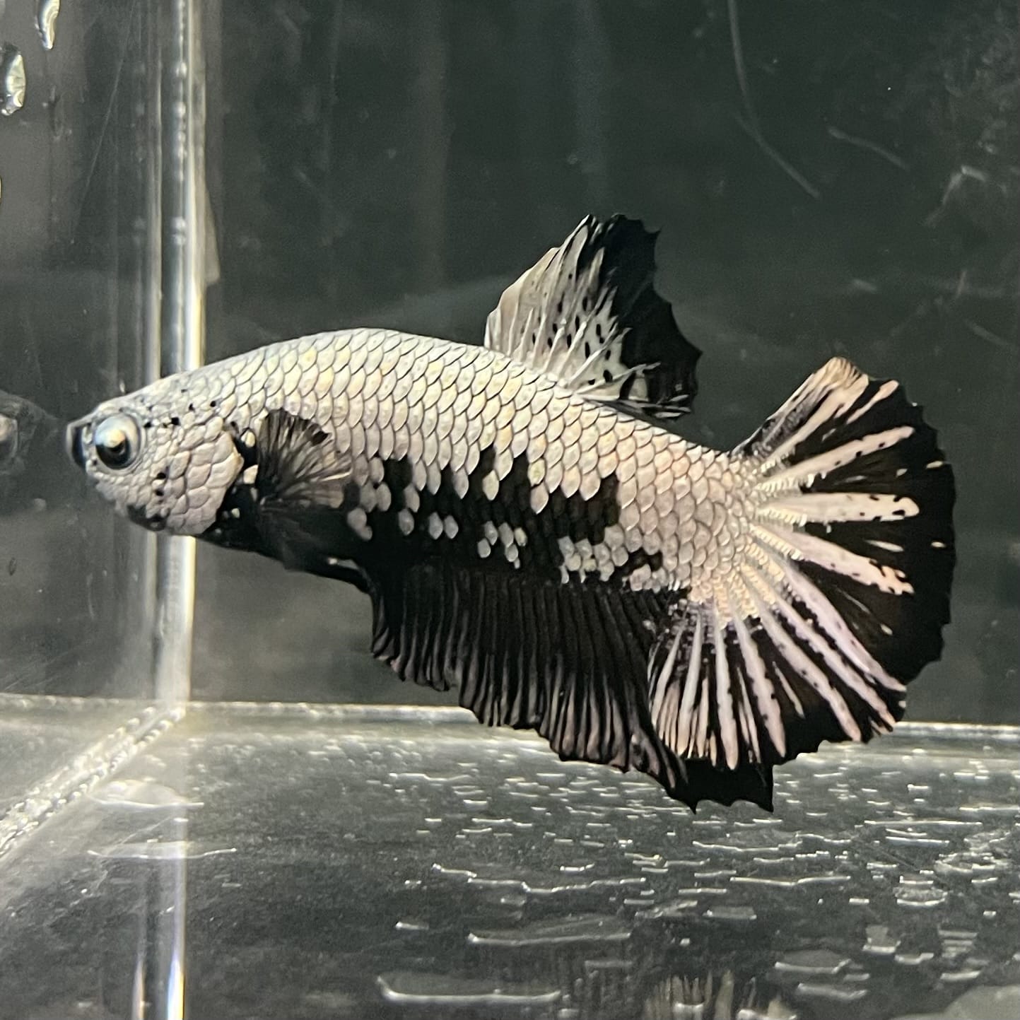 the-fish-farm Premium Male Betta Fancy Plakat Betta Male - One Only - 1 Buy this Premium Male Plakat Betta - One Only The Fish Farm Australia