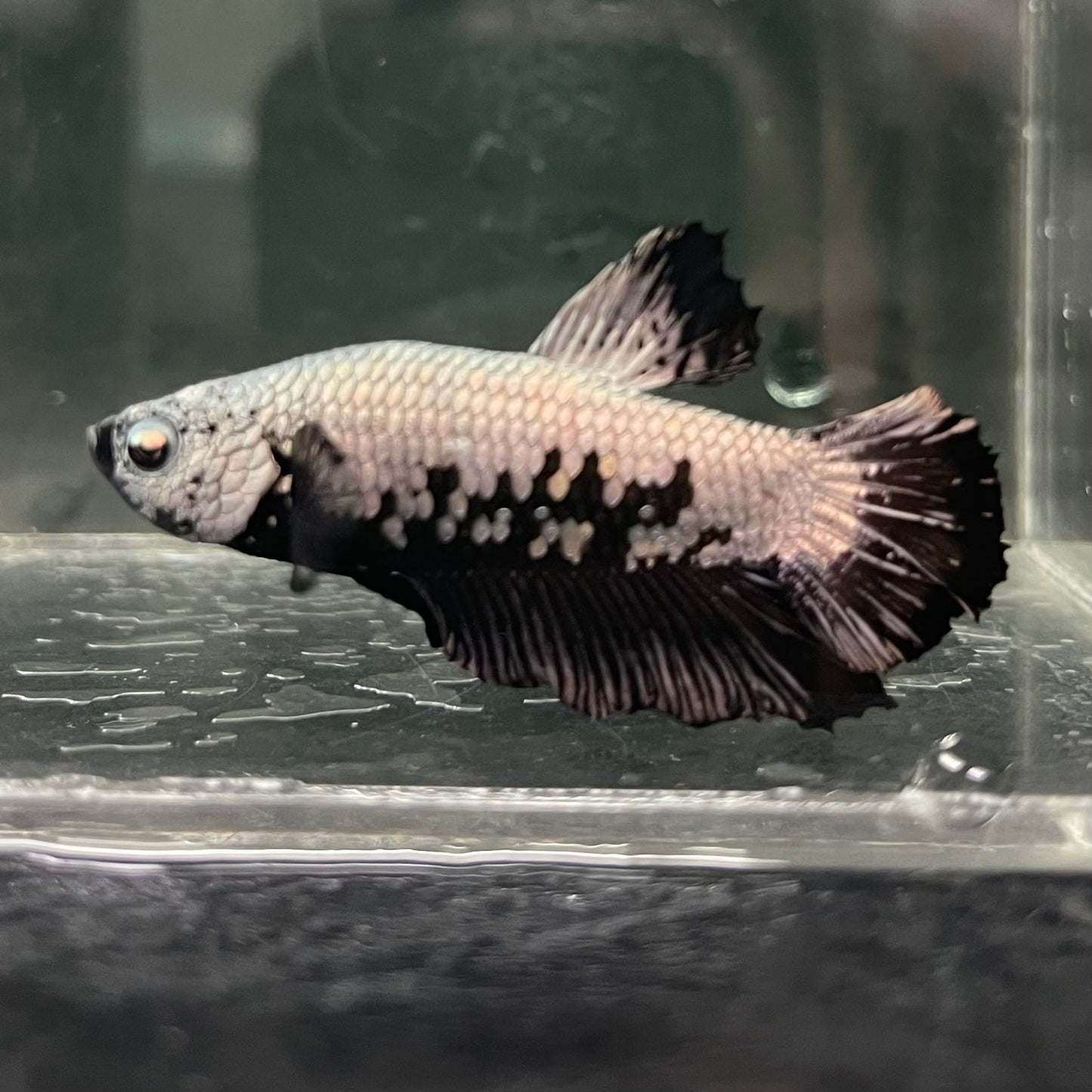 the-fish-farm Premium Male Betta Fancy Plakat Betta Male - One Only - 1 Buy this Premium Male Plakat Betta - One Only The Fish Farm Australia