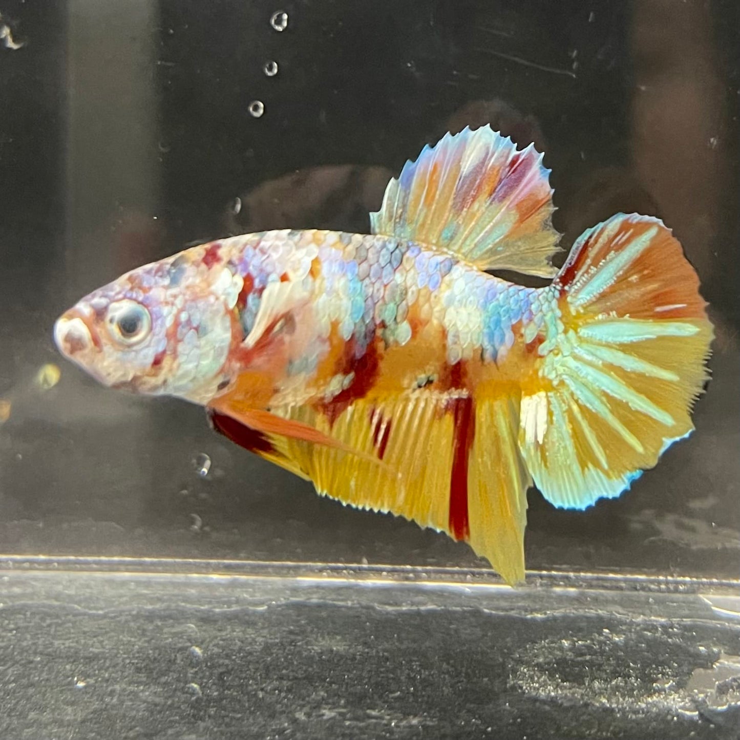 the-fish-farm Premium Male Betta Fancy Plakat Betta Male - One Only - 1 Buy this Premium Male Plakat Betta - One Only The Fish Farm Australia