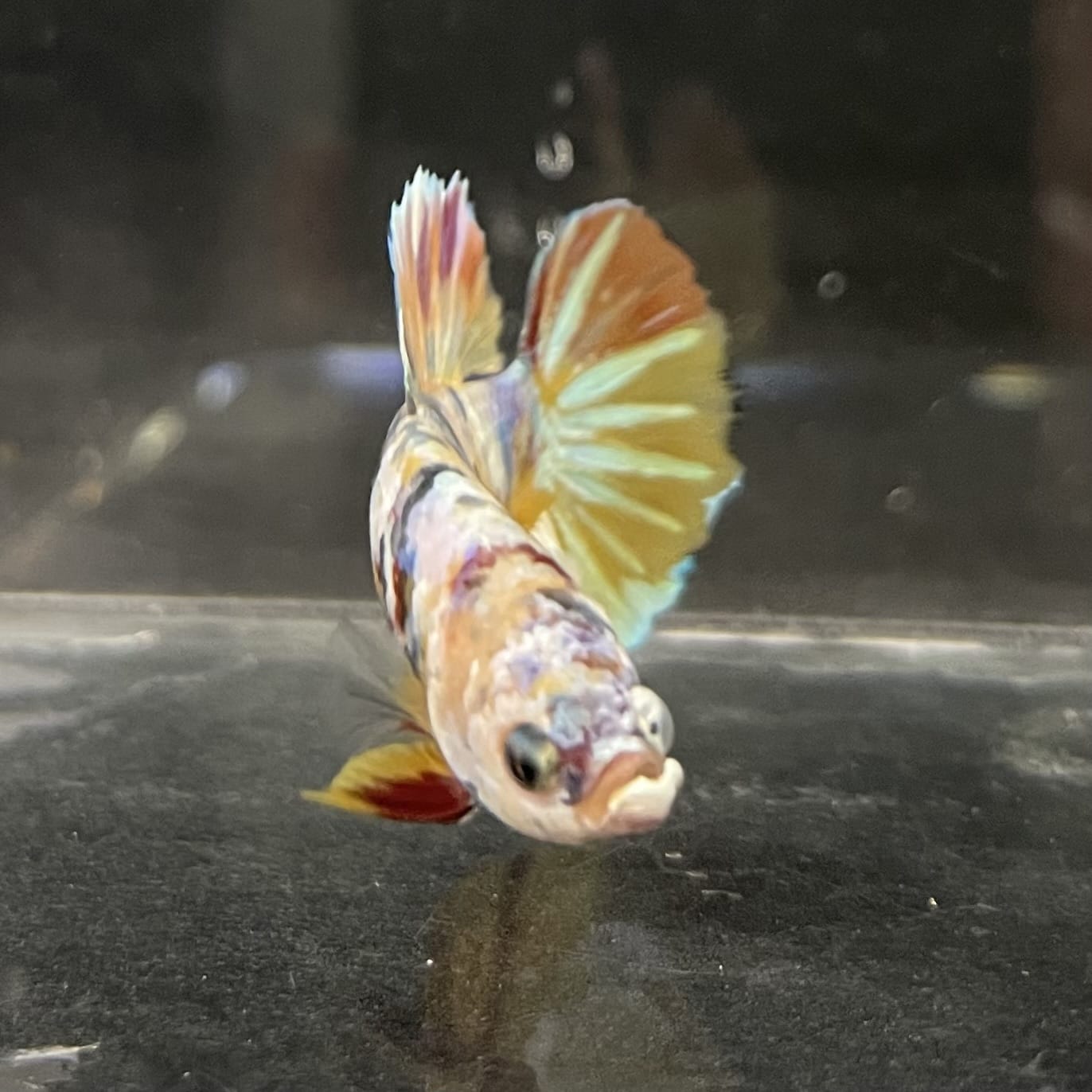 the-fish-farm Premium Male Betta Fancy Plakat Betta Male - One Only - 1 Buy this Premium Male Plakat Betta - One Only The Fish Farm Australia