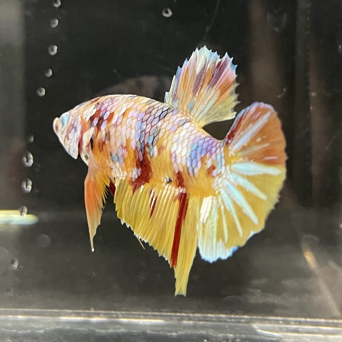 the-fish-farm Premium Male Betta Fancy Plakat Betta Male - One Only - 1 Buy this Premium Male Plakat Betta - One Only The Fish Farm Australia