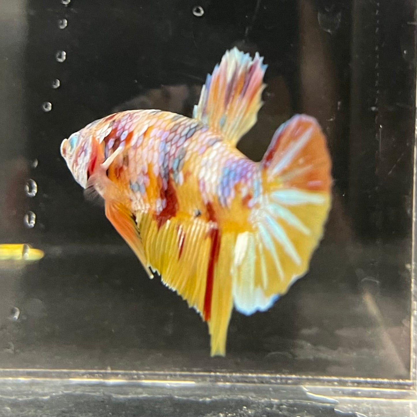 the-fish-farm Premium Male Betta Fancy Plakat Betta Male - One Only - 1 Buy this Premium Male Plakat Betta - One Only The Fish Farm Australia