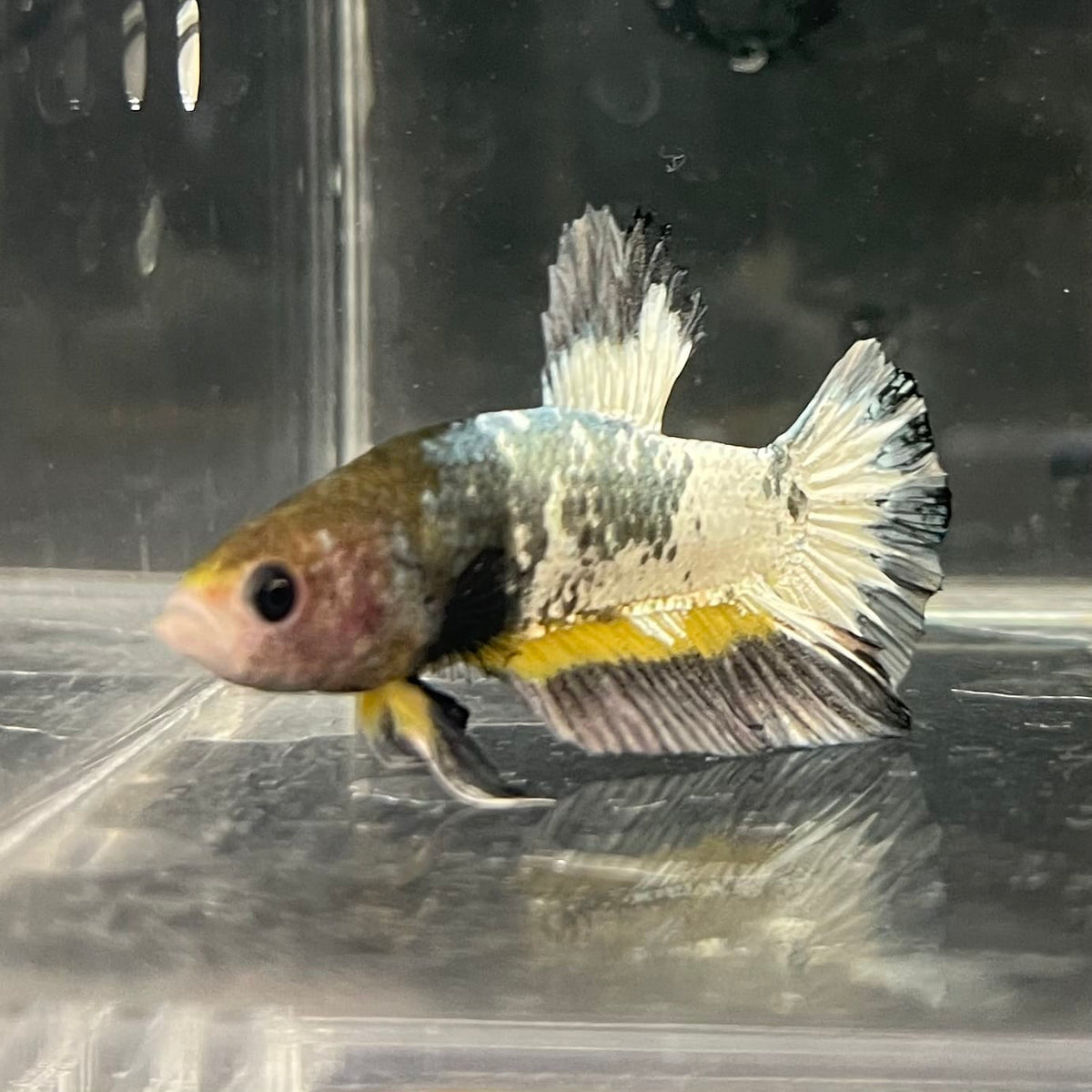 the-fish-farm Premium Male Betta Fancy Plakat Betta Male - One Only - 1 Buy this Premium Male Plakat Betta - One Only The Fish Farm Australia