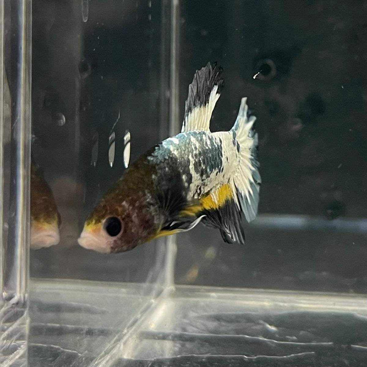 the-fish-farm Premium Male Betta Fancy Plakat Betta Male - One Only - 1 Buy this Premium Male Plakat Betta - One Only The Fish Farm Australia