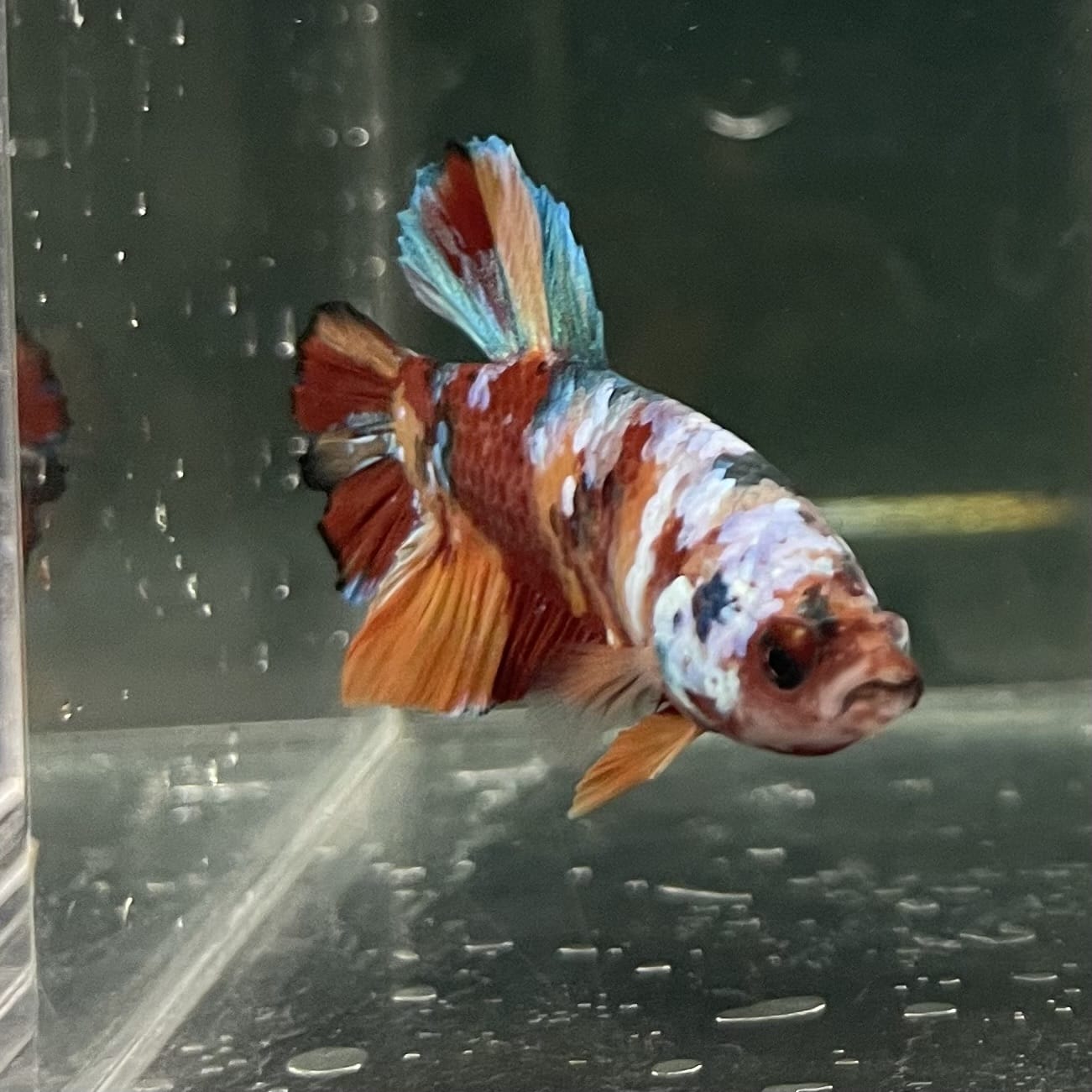 the-fish-farm Premium Male Betta Fancy Plakat Betta Male - One Only - 10 Buy this Premium Male Plakat Betta - One Only The Fish Farm Australia
