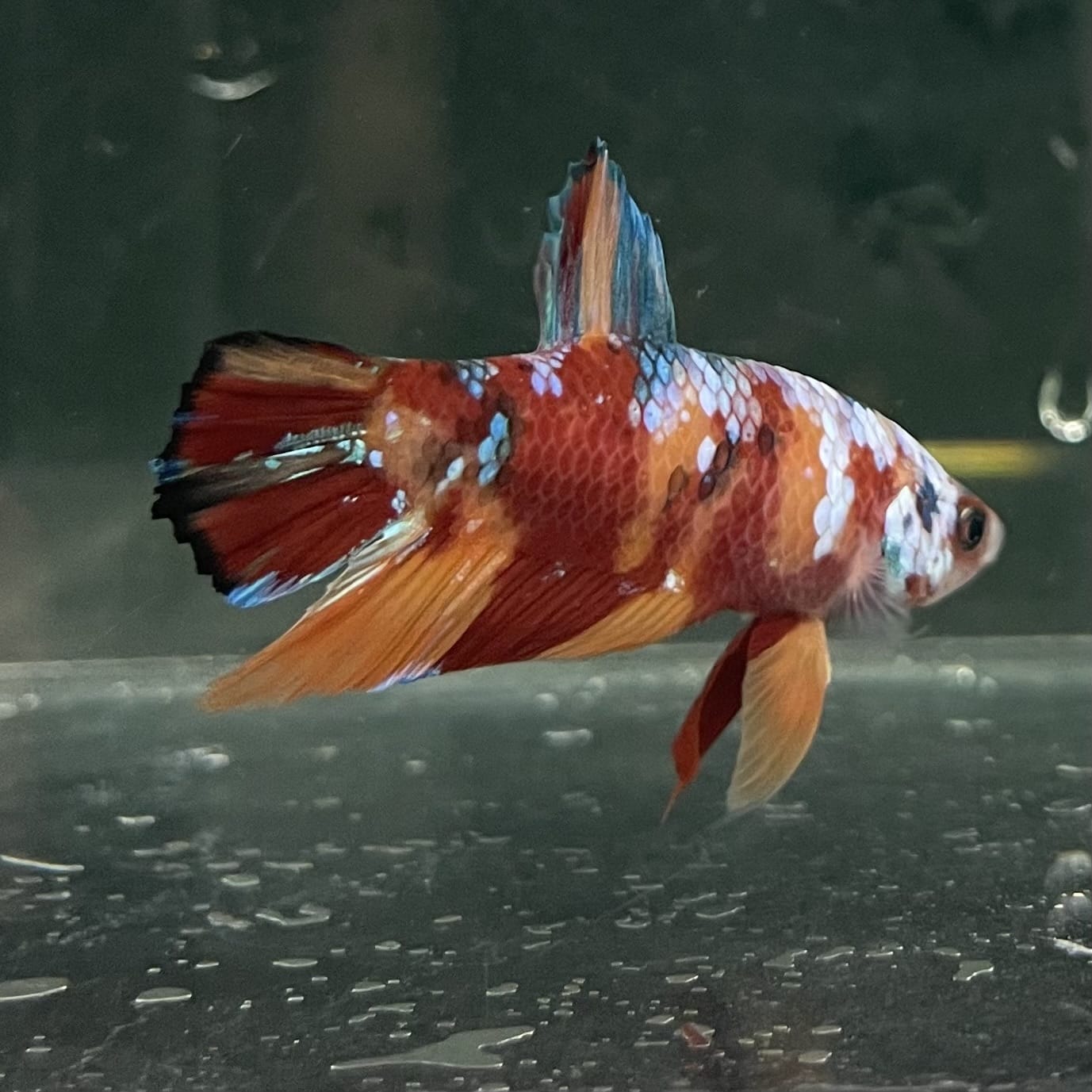 the-fish-farm Premium Male Betta Fancy Plakat Betta Male - One Only - 10 Buy this Premium Male Plakat Betta - One Only The Fish Farm Australia