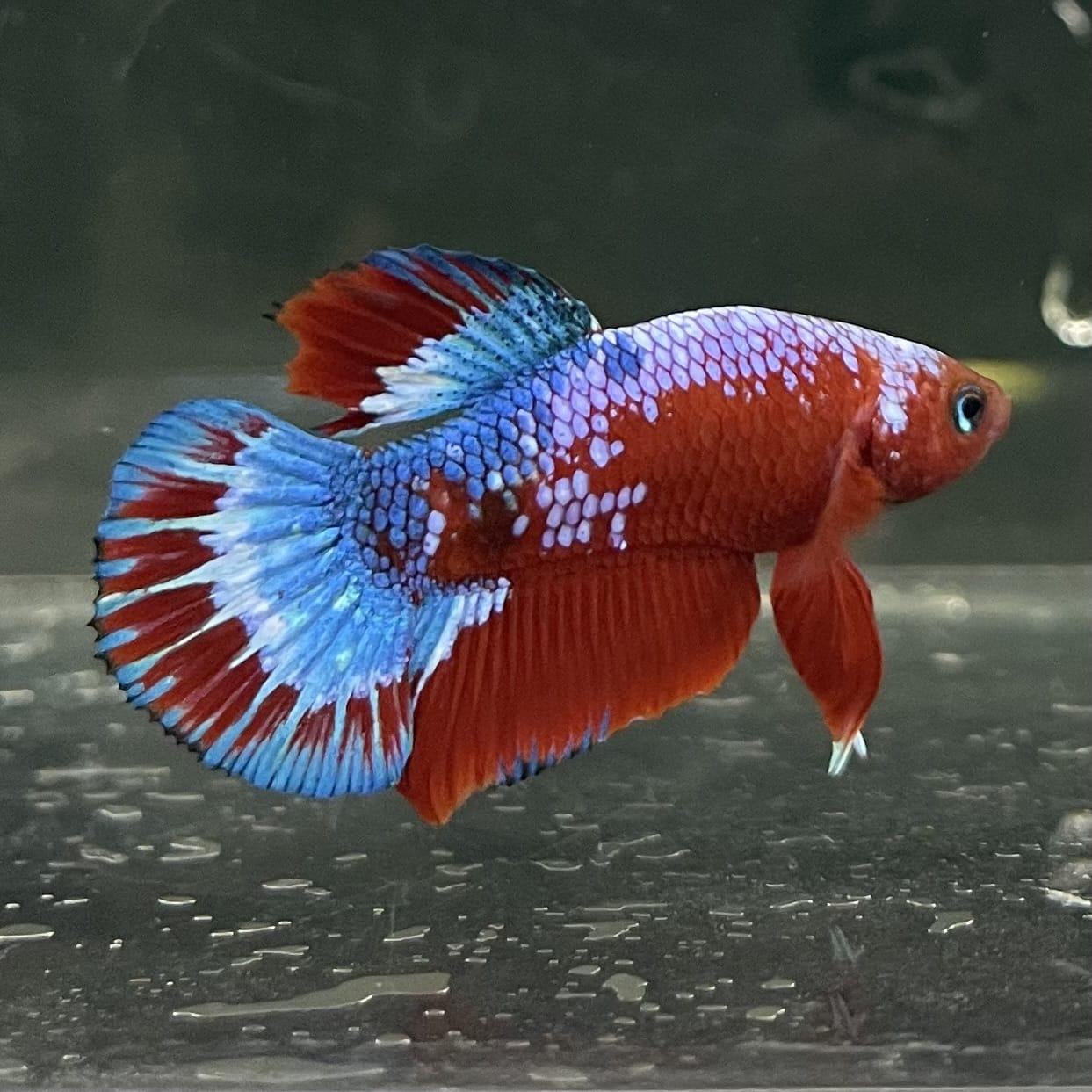 the-fish-farm Premium Male Betta Fancy Plakat Betta Male - One Only - 12 Buy this Premium Male Plakat Betta - One Only The Fish Farm Australia