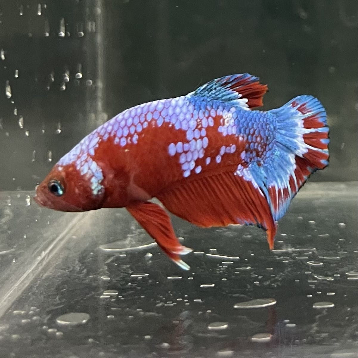the-fish-farm Premium Male Betta Fancy Plakat Betta Male - One Only - 12 Buy this Premium Male Plakat Betta - One Only The Fish Farm Australia