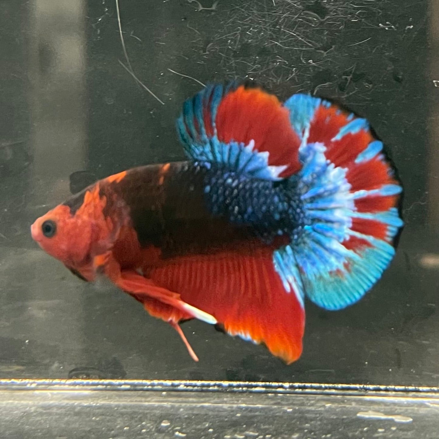 the-fish-farm Premium Male Betta Fancy Plakat Betta Male - One Only - 13 Buy this Premium Male Plakat Betta - One Only The Fish Farm Australia