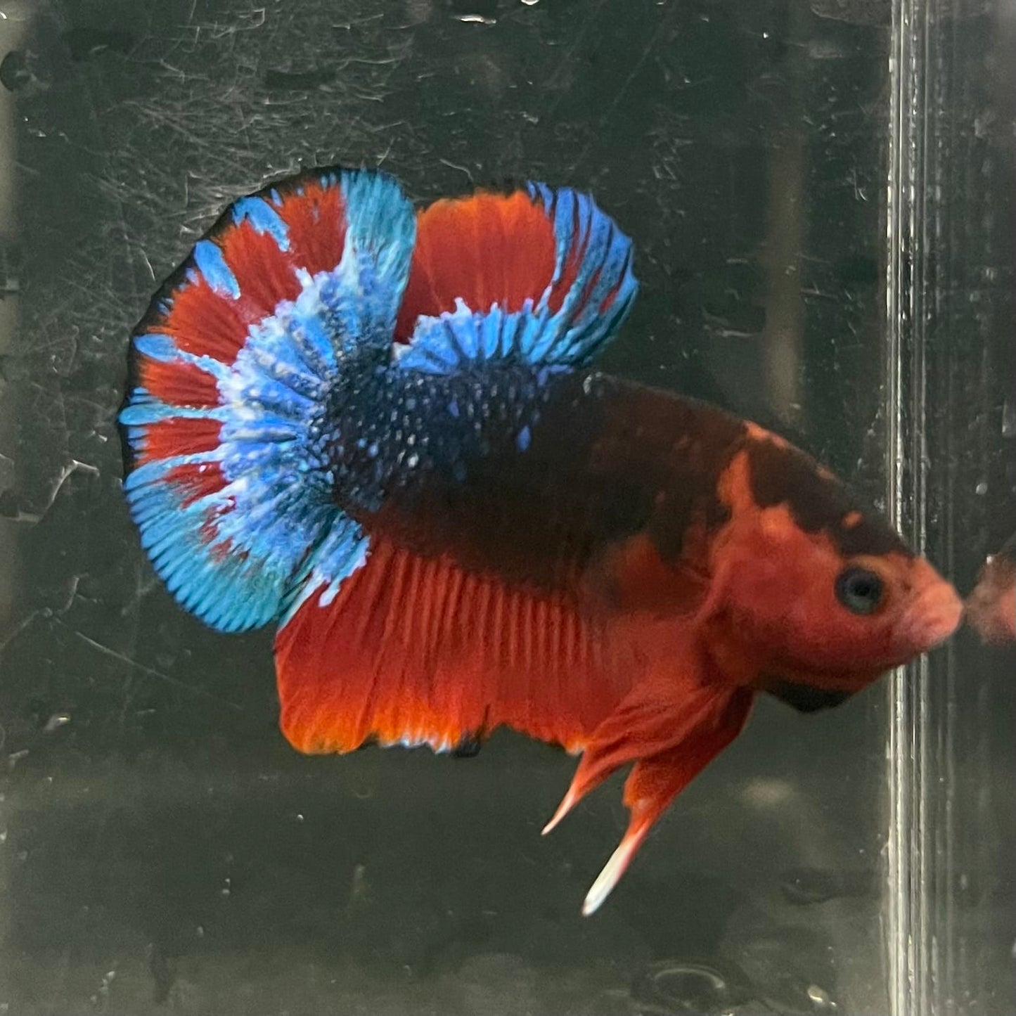 the-fish-farm Premium Male Betta Fancy Plakat Betta Male - One Only - 13 Buy this Premium Male Plakat Betta - One Only The Fish Farm Australia