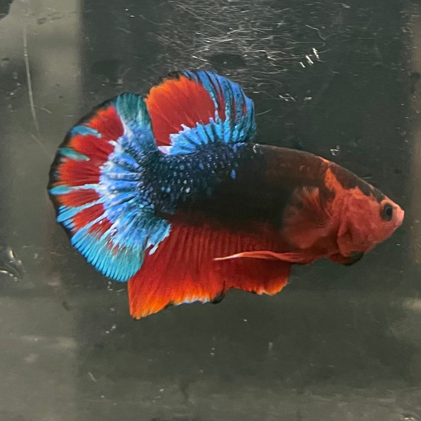 the-fish-farm Premium Male Betta Fancy Plakat Betta Male - One Only - 13 Buy this Premium Male Plakat Betta - One Only The Fish Farm Australia