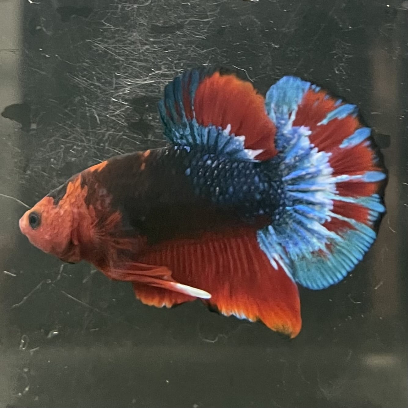 the-fish-farm Premium Male Betta Fancy Plakat Betta Male - One Only - 13 Buy this Premium Male Plakat Betta - One Only The Fish Farm Australia