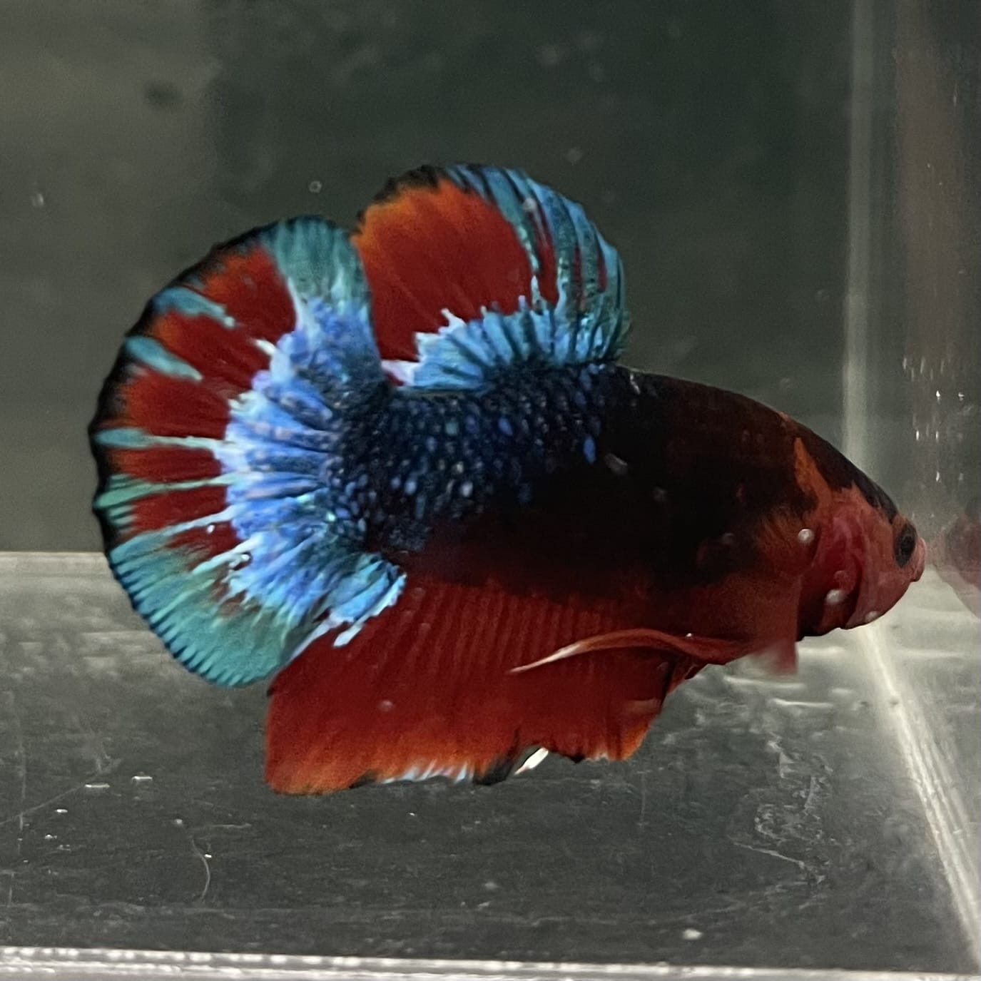 the-fish-farm Premium Male Betta Fancy Plakat Betta Male - One Only - 13 Buy this Premium Male Plakat Betta - One Only The Fish Farm Australia