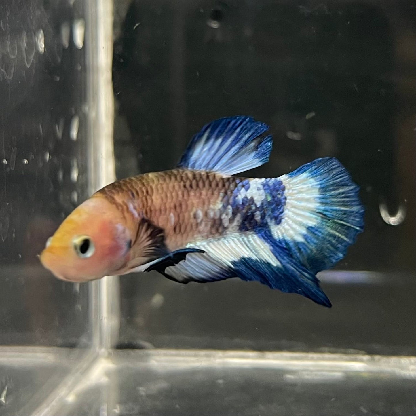 the-fish-farm Premium Male Betta Fancy Plakat Betta Male - One Only - 13 Buy this Premium Male Plakat Betta - One Only The Fish Farm Australia