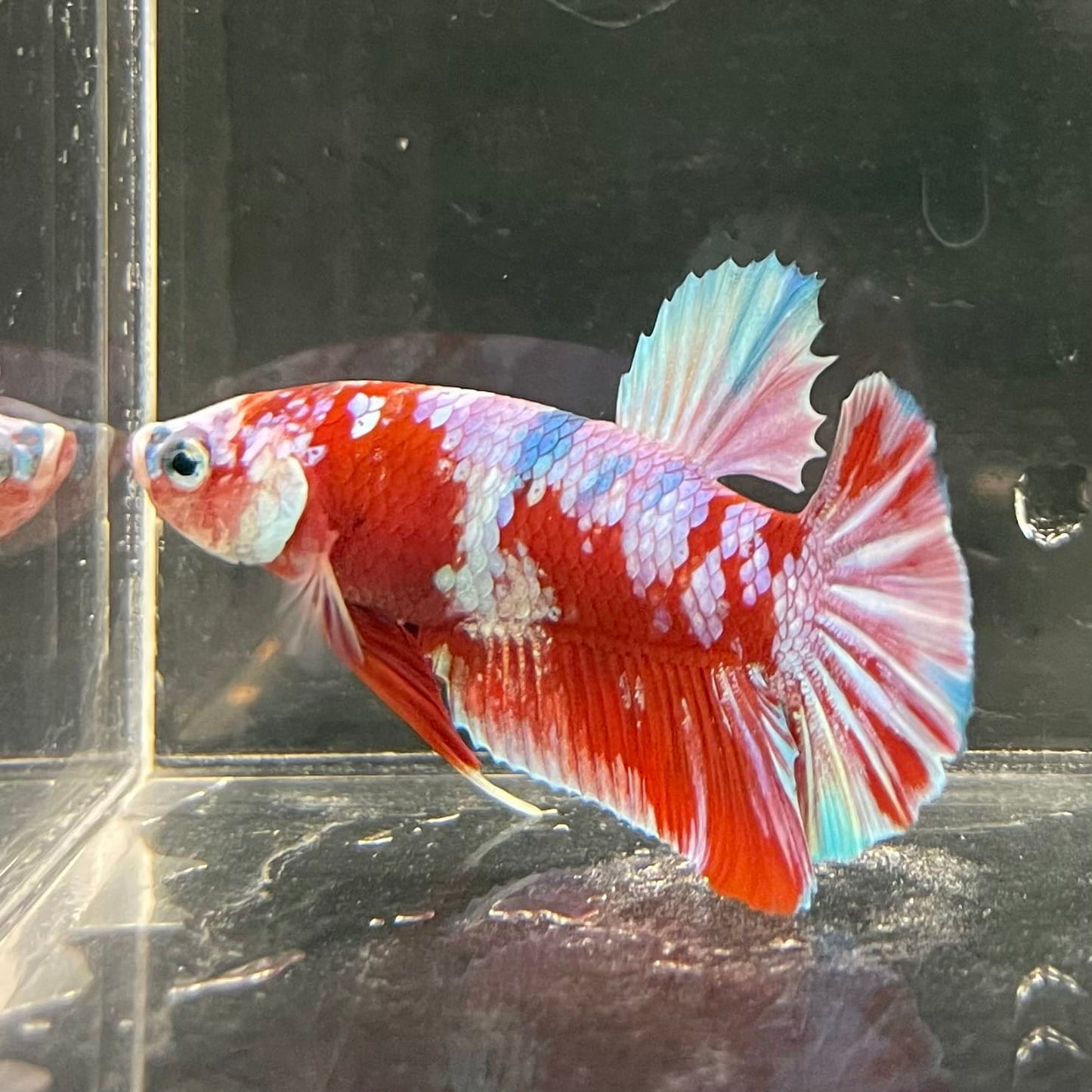 the-fish-farm Premium Male Betta Fancy Plakat Betta Male - One Only - 14 Buy this Premium Male Plakat Betta - One Only The Fish Farm Australia