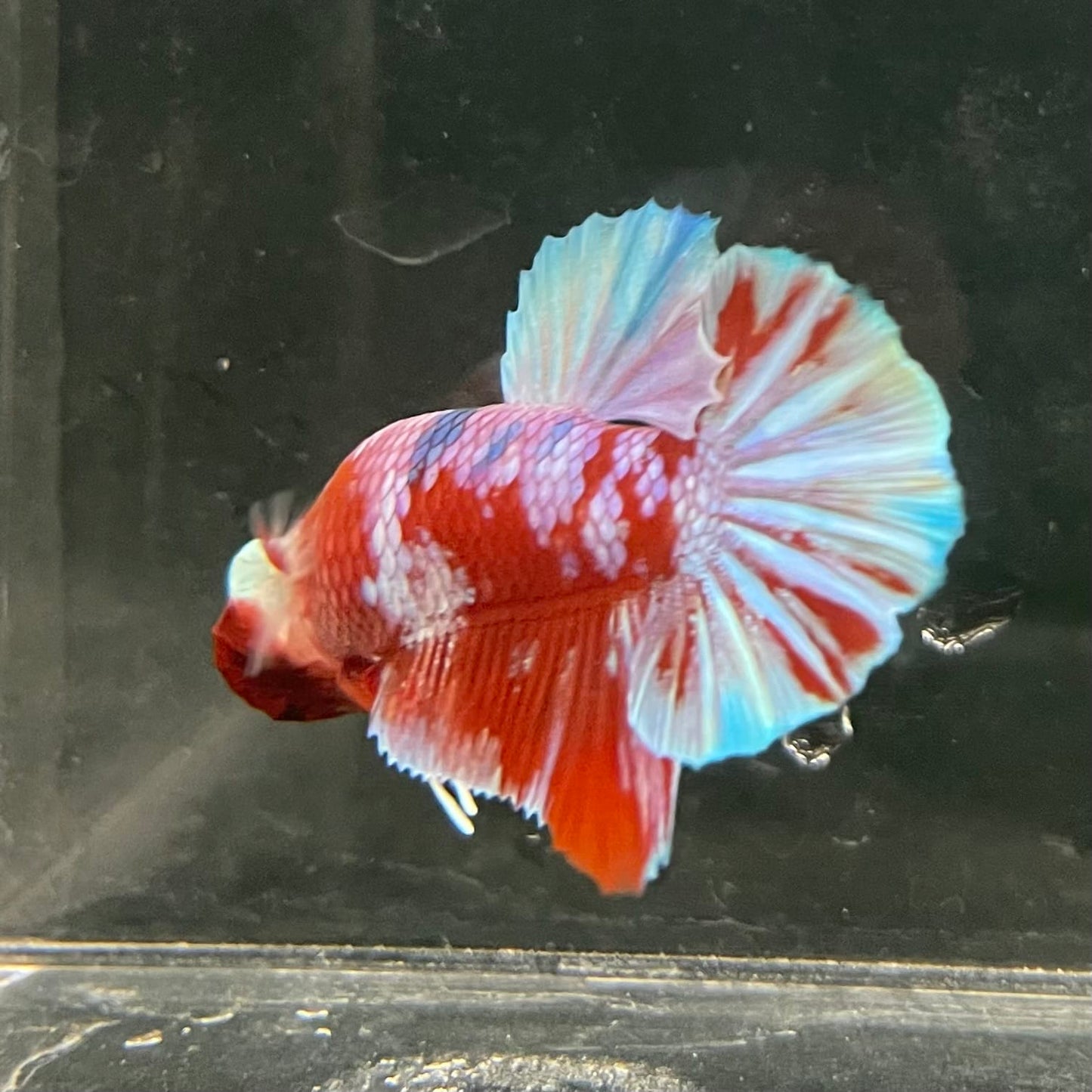 the-fish-farm Premium Male Betta Fancy Plakat Betta Male - One Only - 14 Buy this Premium Male Plakat Betta - One Only The Fish Farm Australia