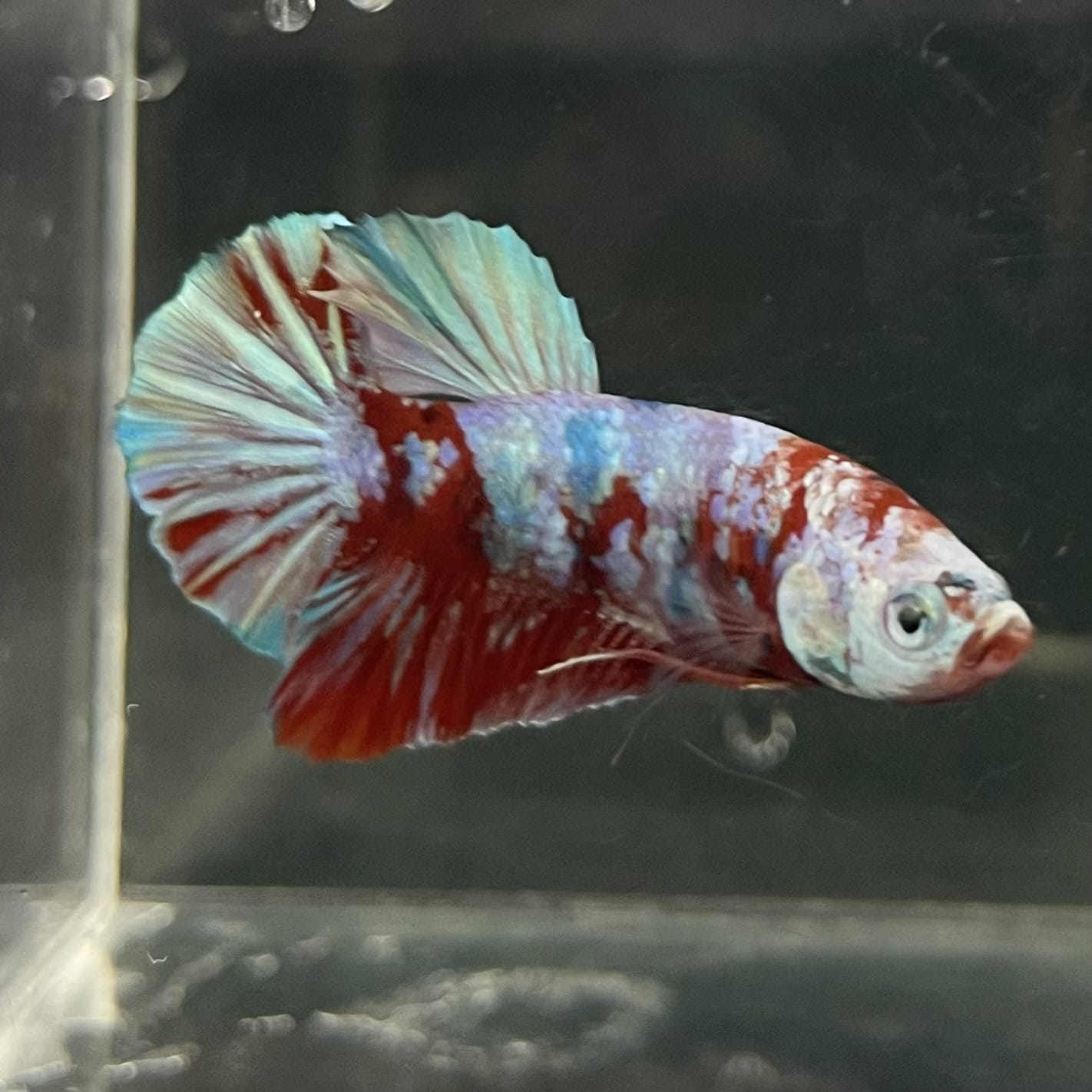 the-fish-farm Premium Male Betta Fancy Plakat Betta Male - One Only - 14 Buy this Premium Male Plakat Betta - One Only The Fish Farm Australia