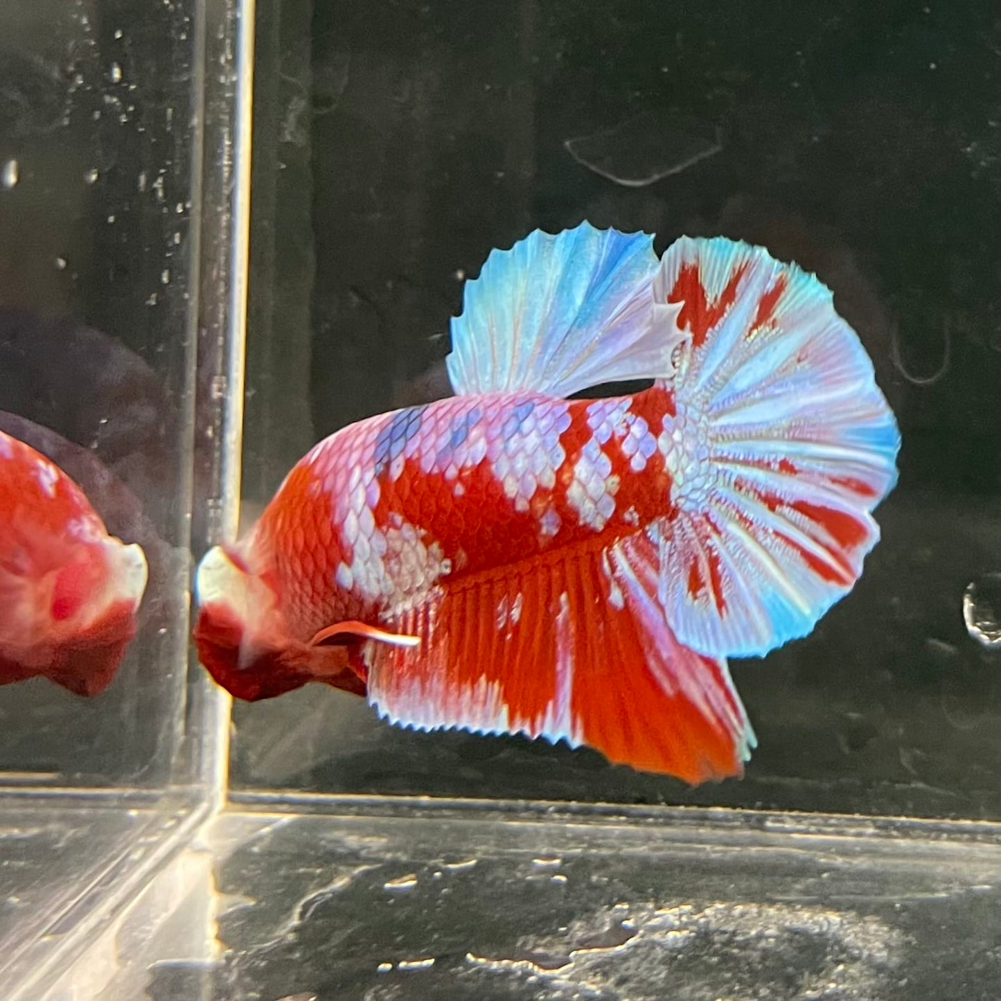 the-fish-farm Premium Male Betta Fancy Plakat Betta Male - One Only - 14 Buy this Premium Male Plakat Betta - One Only The Fish Farm Australia