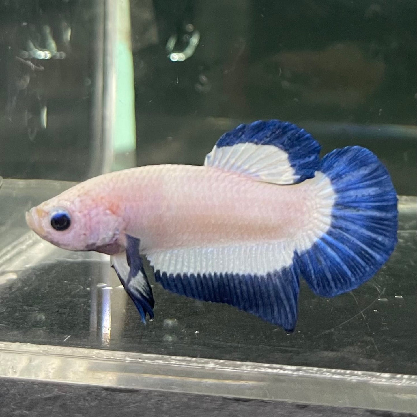 the-fish-farm Premium Male Betta Fancy Plakat Betta Male - One Only - 15 Buy this Premium Male Plakat Betta - One Only The Fish Farm Australia