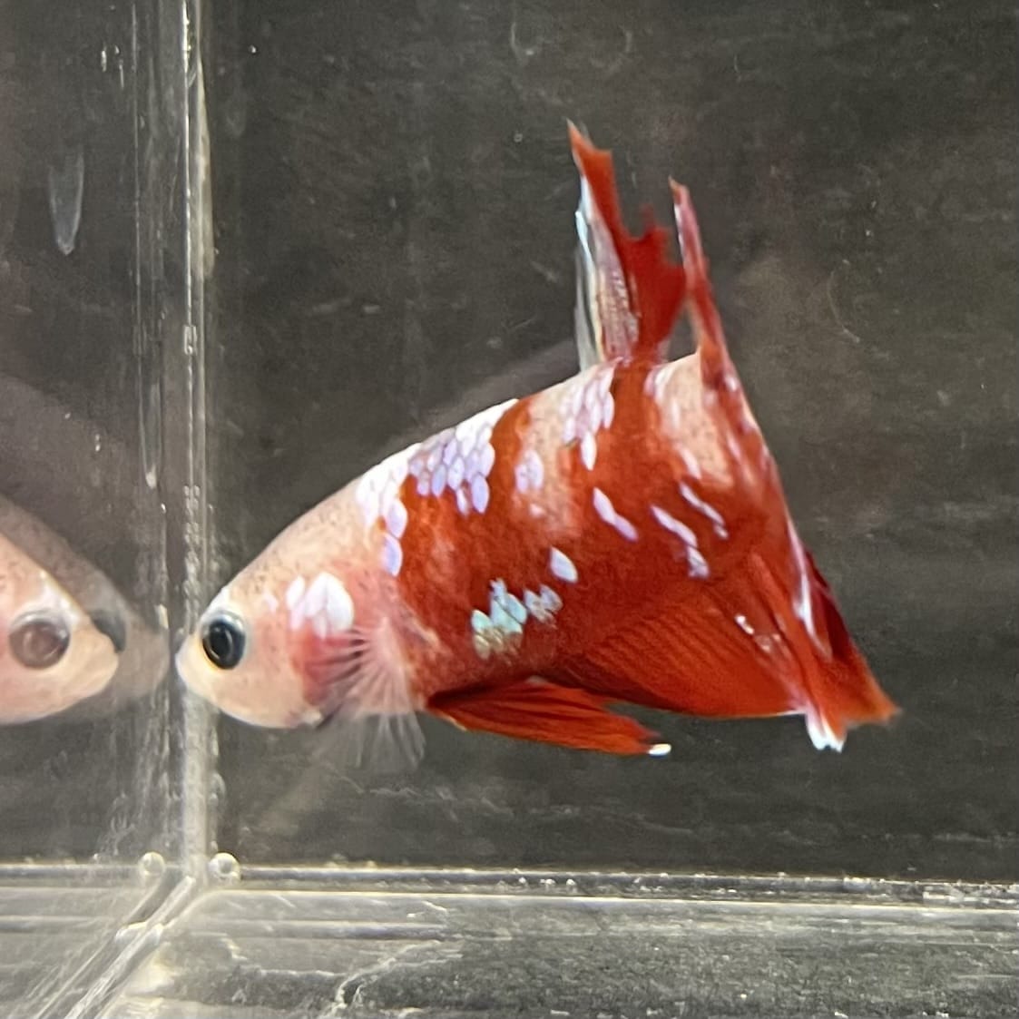 the-fish-farm Premium Male Betta Fancy Plakat Betta Male - One Only - 15 Buy this Premium Male Plakat Betta - One Only The Fish Farm Australia