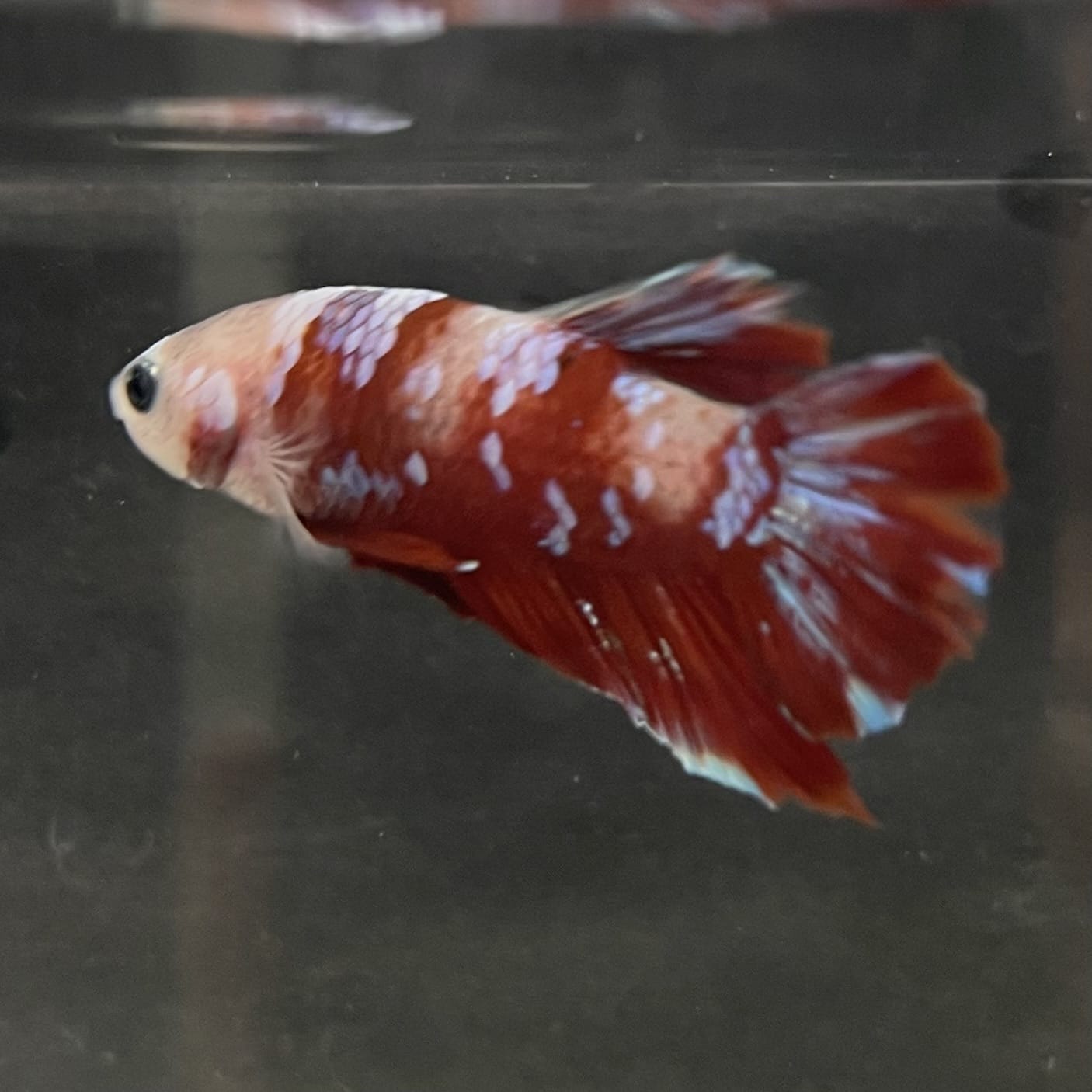 the-fish-farm Premium Male Betta Fancy Plakat Betta Male - One Only - 15 Buy this Premium Male Plakat Betta - One Only The Fish Farm Australia