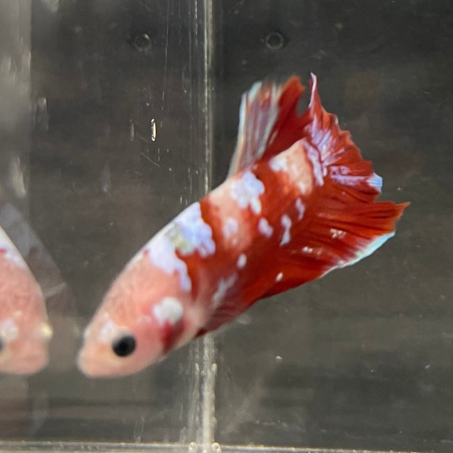 the-fish-farm Premium Male Betta Fancy Plakat Betta Male - One Only - 15 Buy this Premium Male Plakat Betta - One Only The Fish Farm Australia