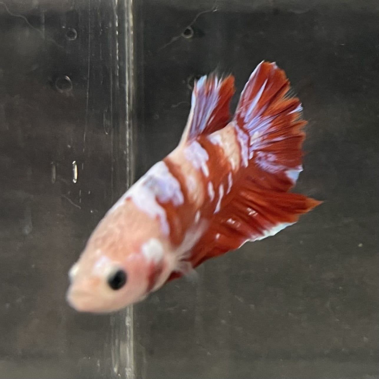 the-fish-farm Premium Male Betta Fancy Plakat Betta Male - One Only - 15 Buy this Premium Male Plakat Betta - One Only The Fish Farm Australia