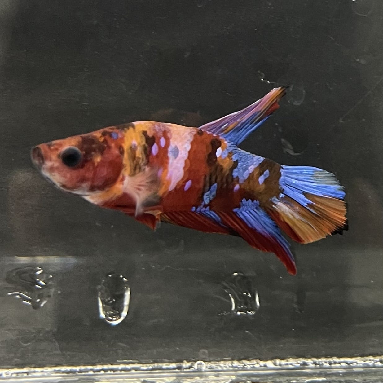 the-fish-farm Premium Male Betta Fancy Plakat Betta Male - One Only - 16 Buy this Premium Male Plakat Betta - One Only The Fish Farm Australia