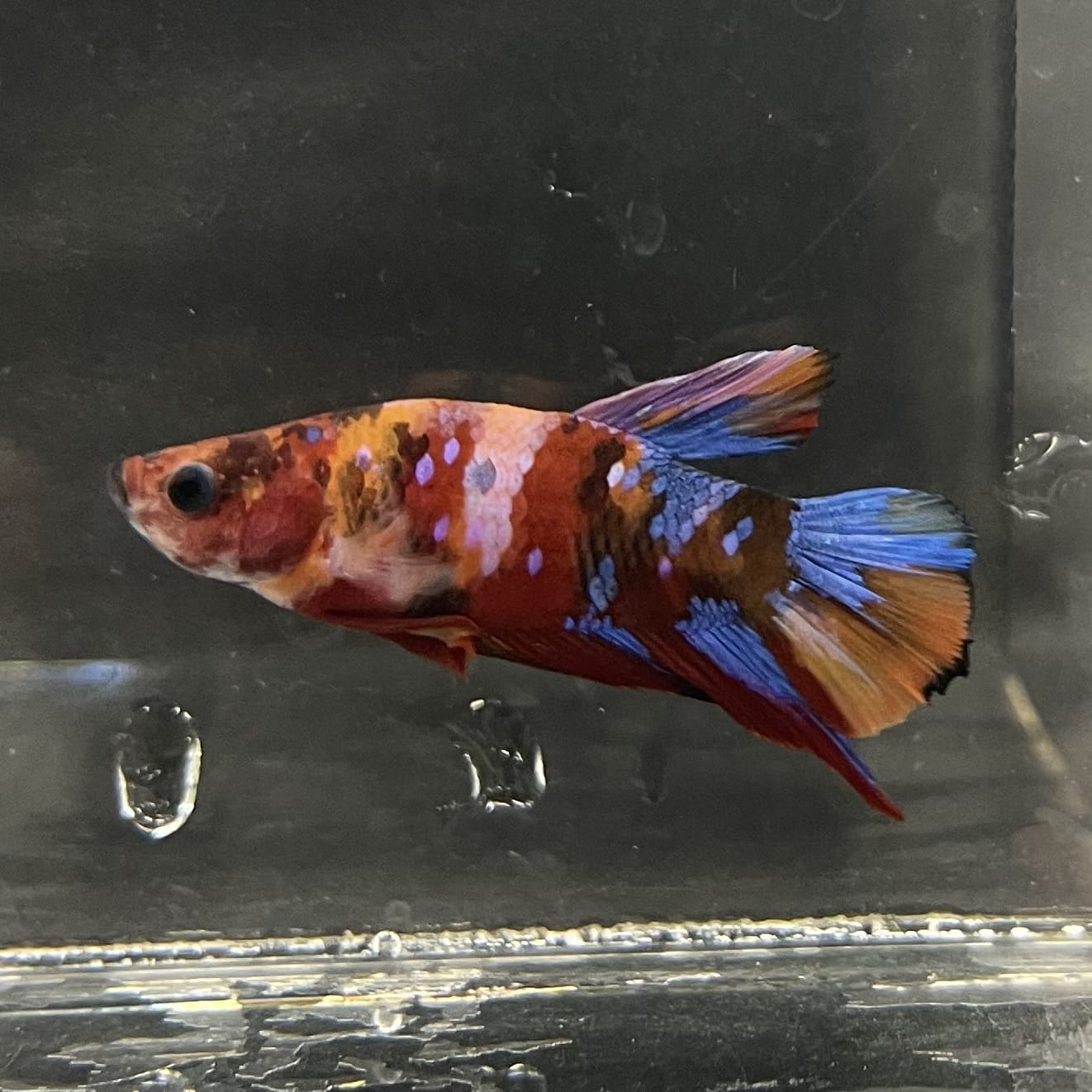 the-fish-farm Premium Male Betta Fancy Plakat Betta Male - One Only - 16 Buy this Premium Male Plakat Betta - One Only The Fish Farm Australia