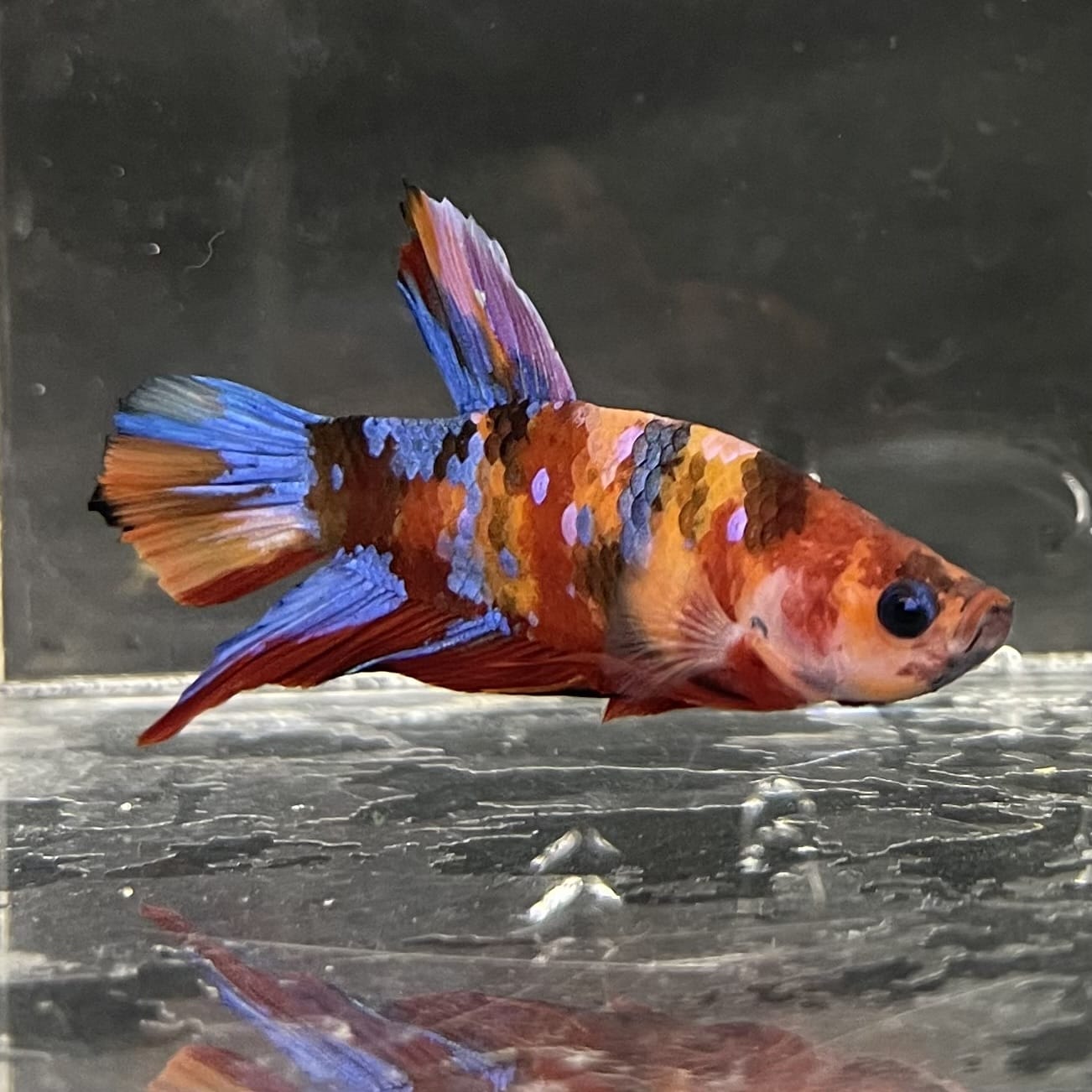 the-fish-farm Premium Male Betta Fancy Plakat Betta Male - One Only - 16 Buy this Premium Male Plakat Betta - One Only The Fish Farm Australia