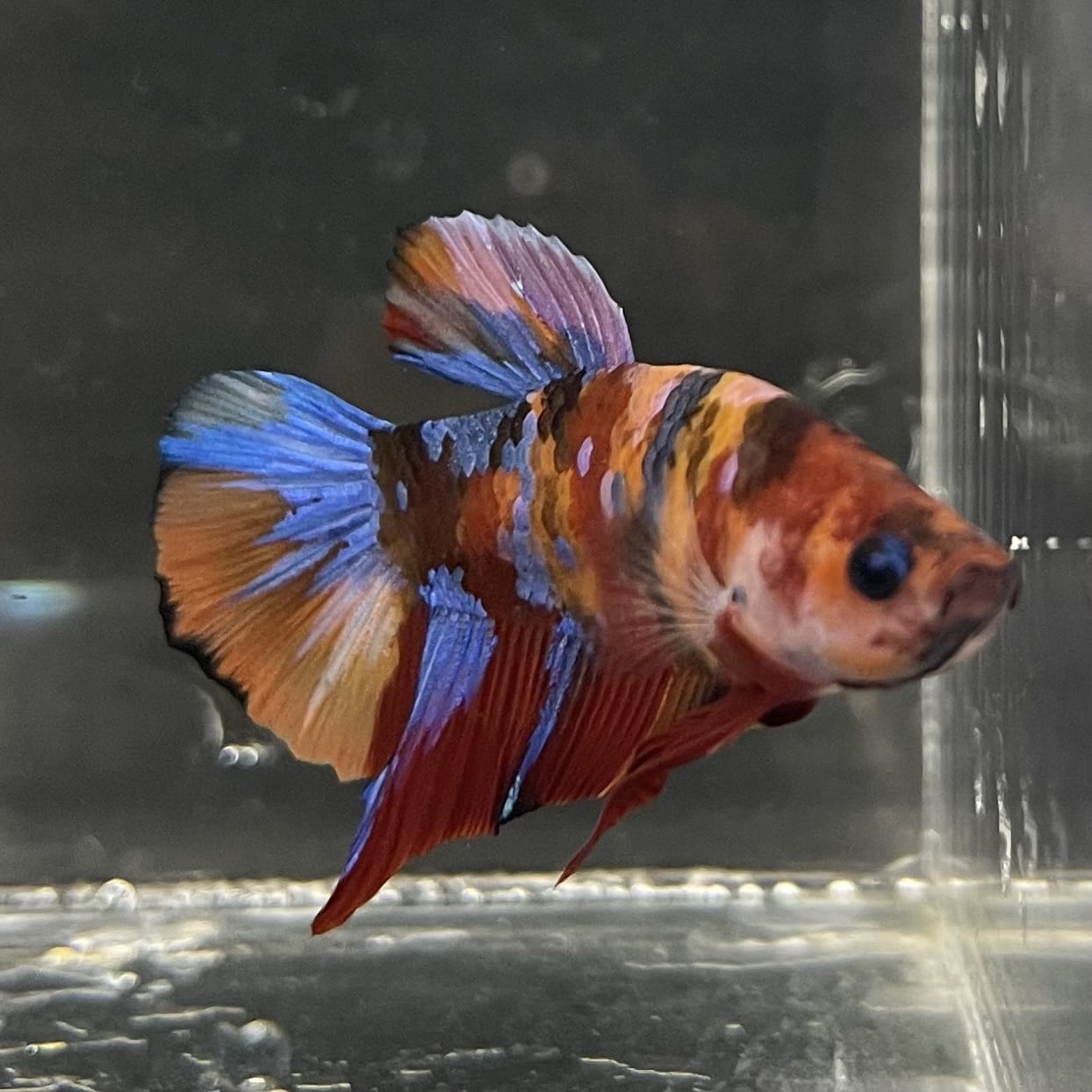 the-fish-farm Premium Male Betta Fancy Plakat Betta Male - One Only - 16 Buy this Premium Male Plakat Betta - One Only The Fish Farm Australia