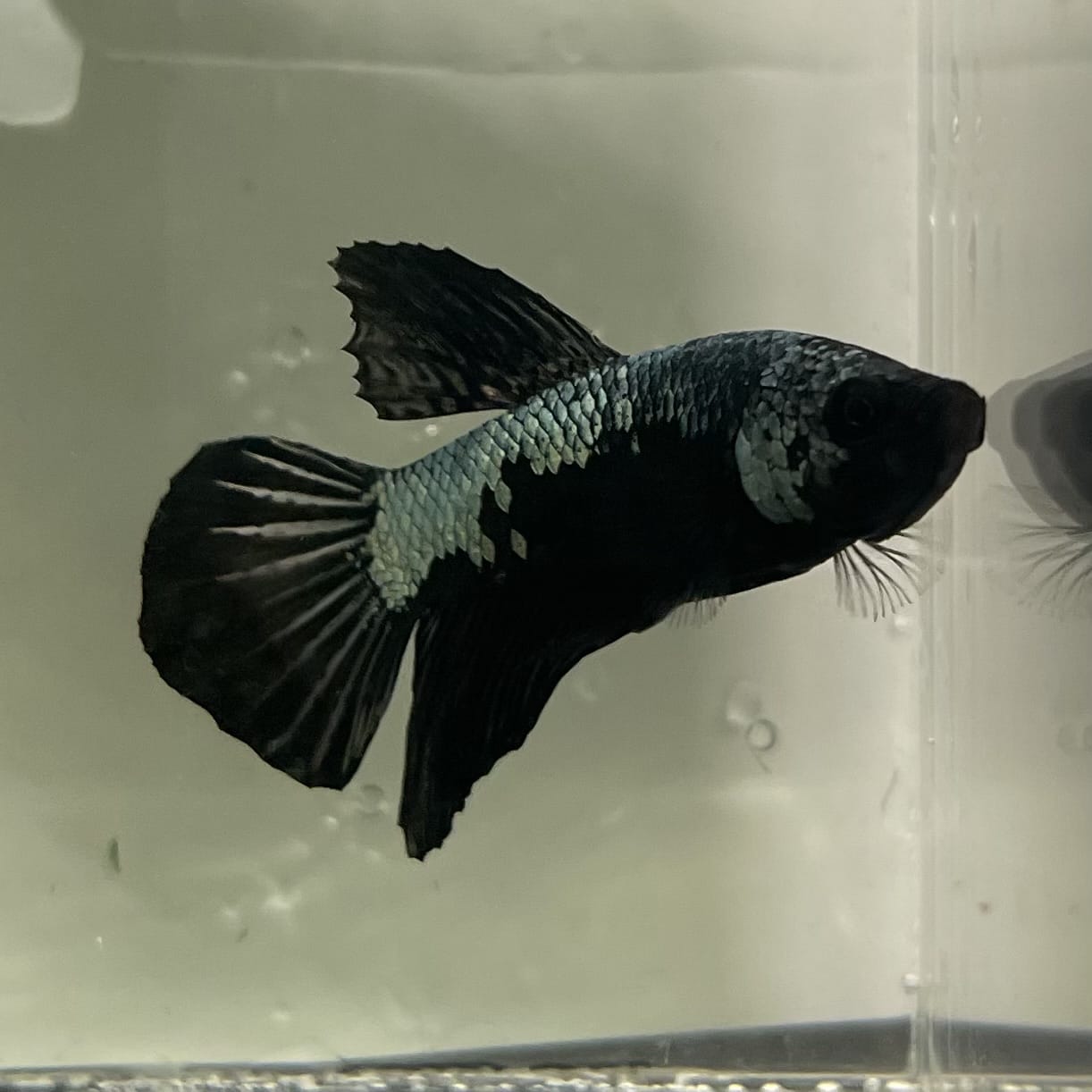 the-fish-farm Premium Male Betta Fancy Plakat Betta Male - One Only - 16 Buy this Premium Male Plakat Betta - One Only The Fish Farm Australia