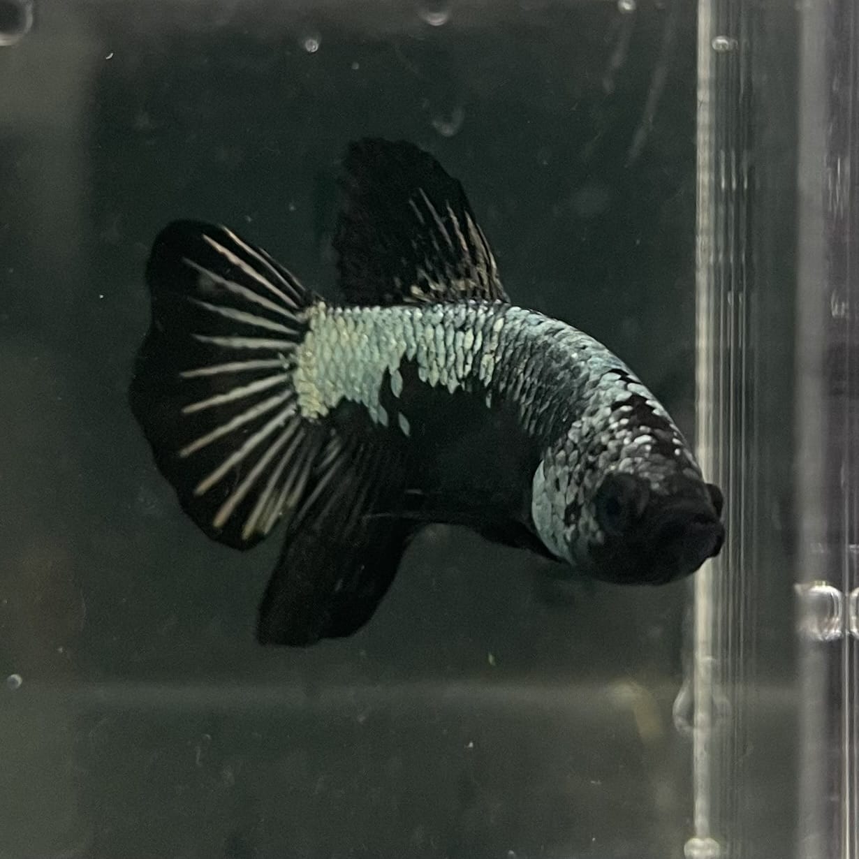 the-fish-farm Premium Male Betta Fancy Plakat Betta Male - One Only - 16 Buy this Premium Male Plakat Betta - One Only The Fish Farm Australia