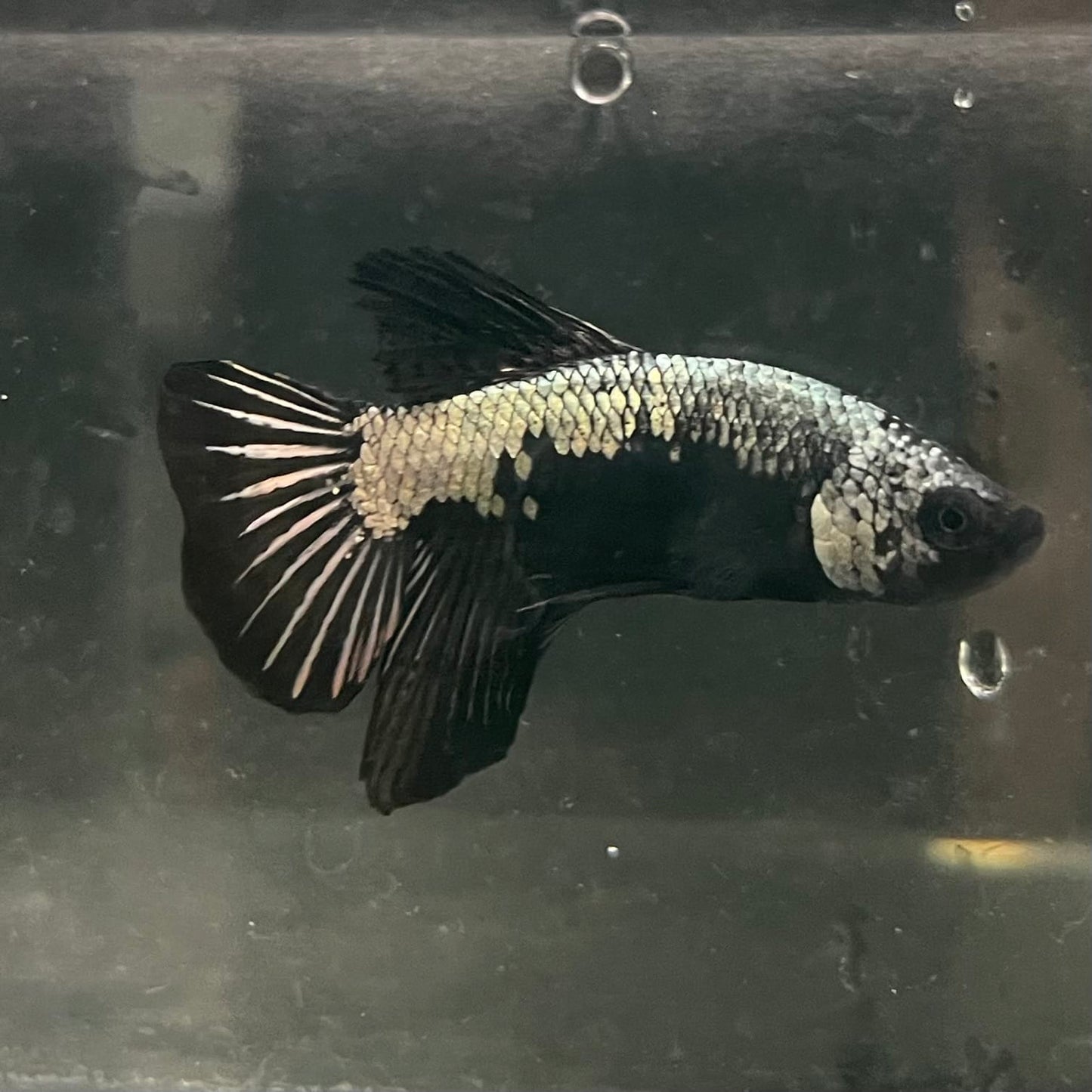 the-fish-farm Premium Male Betta Fancy Plakat Betta Male - One Only - 16 Buy this Premium Male Plakat Betta - One Only The Fish Farm Australia