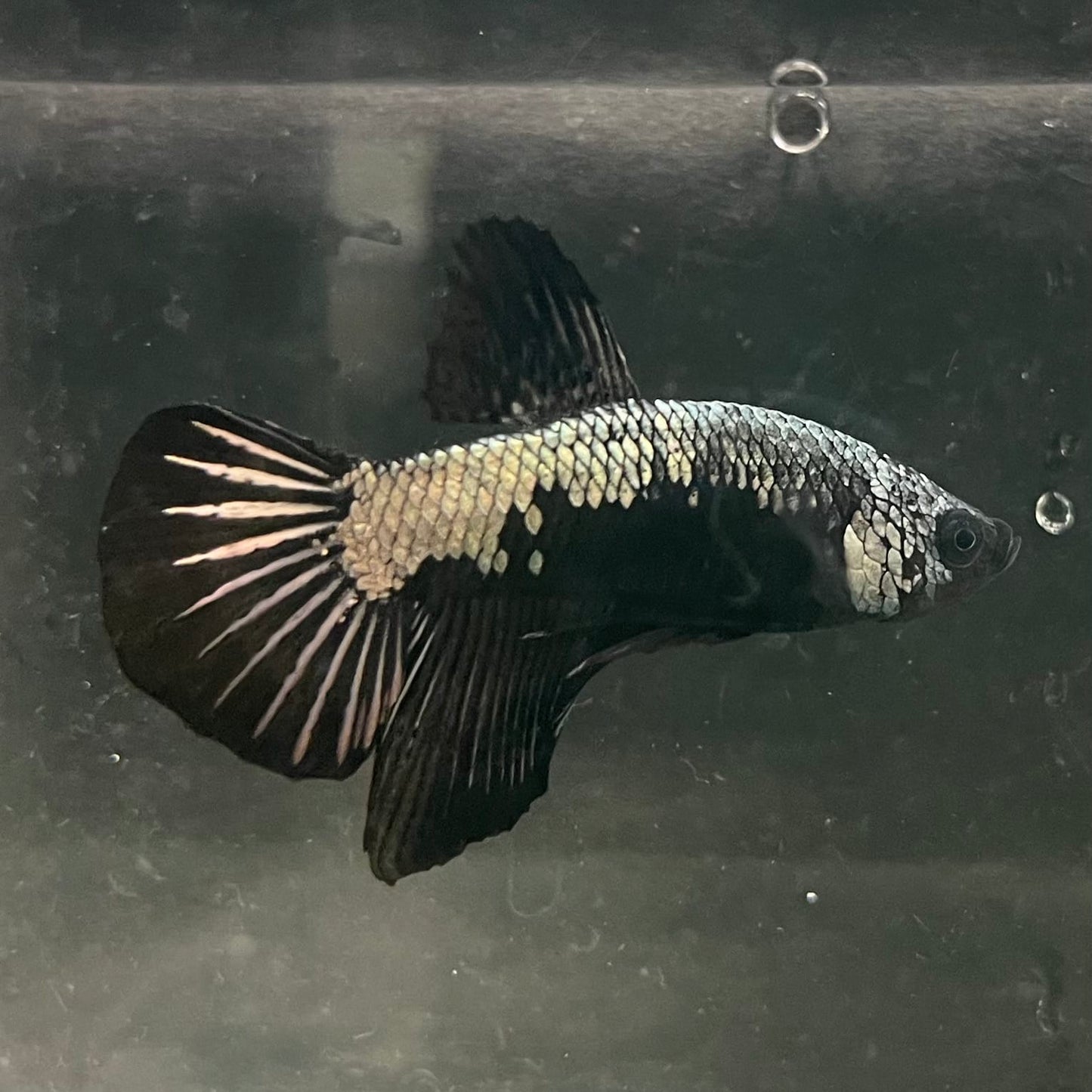 the-fish-farm Premium Male Betta Fancy Plakat Betta Male - One Only - 16 Buy this Premium Male Plakat Betta - One Only The Fish Farm Australia