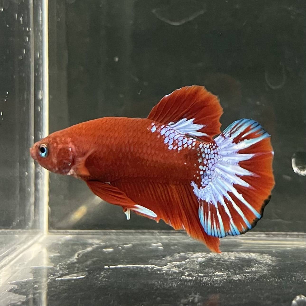 the-fish-farm Premium Male Betta Fancy Plakat Betta Male - One Only - 17 Buy this Premium Male Plakat Betta - One Only The Fish Farm Australia
