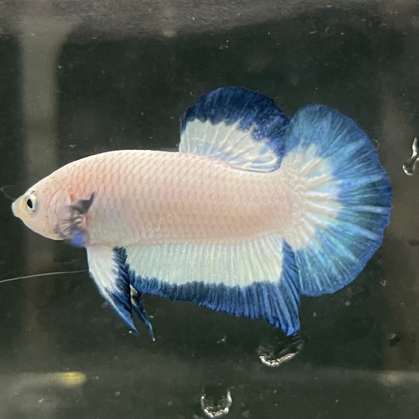 the-fish-farm Premium Male Betta Fancy Plakat Betta Male - One Only - 18 Buy this Premium Male Plakat Betta - One Only The Fish Farm Australia