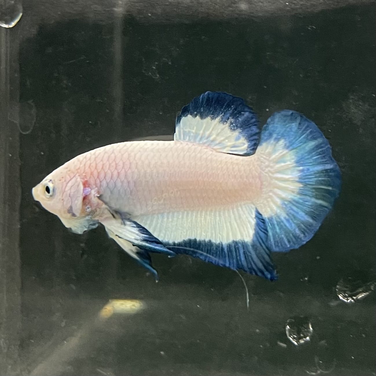 the-fish-farm Premium Male Betta Fancy Plakat Betta Male - One Only - 18 Buy this Premium Male Plakat Betta - One Only The Fish Farm Australia