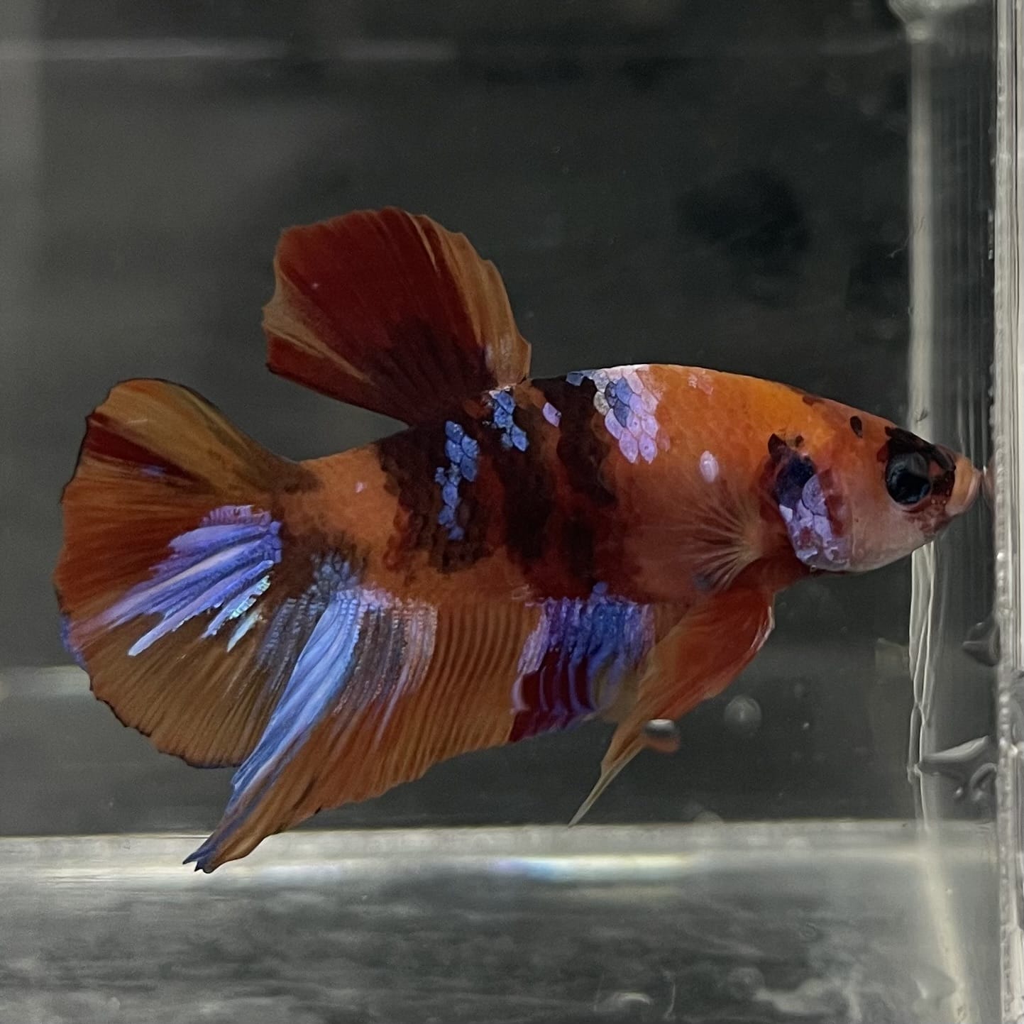 the-fish-farm Premium Male Betta Fancy Plakat Betta Male - One Only - 18 Buy this Premium Male Plakat Betta - One Only The Fish Farm Australia