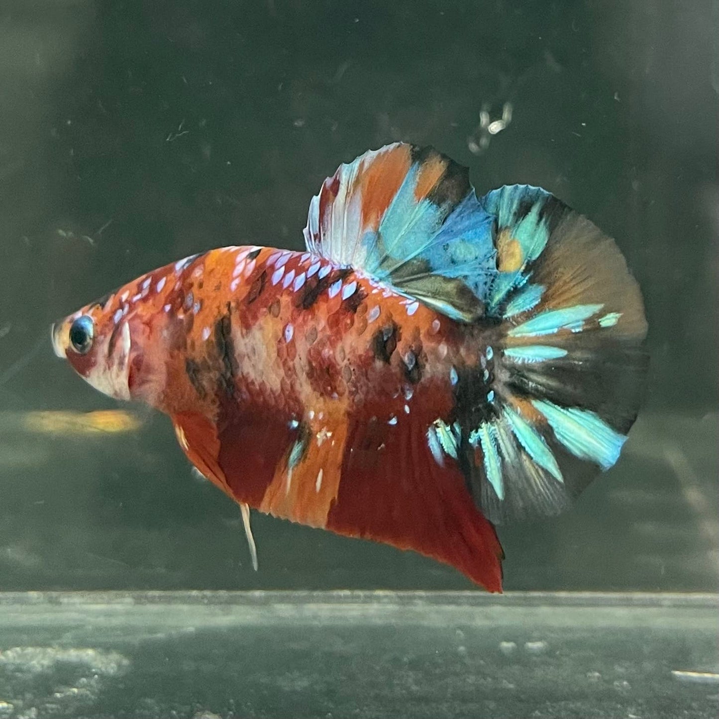 the-fish-farm Premium Male Betta Fancy Plakat Betta Male - One Only - 19 Buy this Premium Male Plakat Betta - One Only The Fish Farm Australia