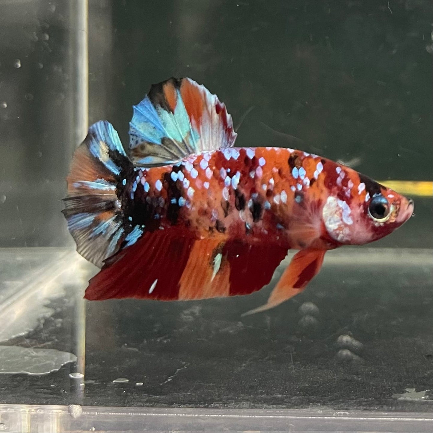 the-fish-farm Premium Male Betta Fancy Plakat Betta Male - One Only - 19 Buy this Premium Male Plakat Betta - One Only The Fish Farm Australia