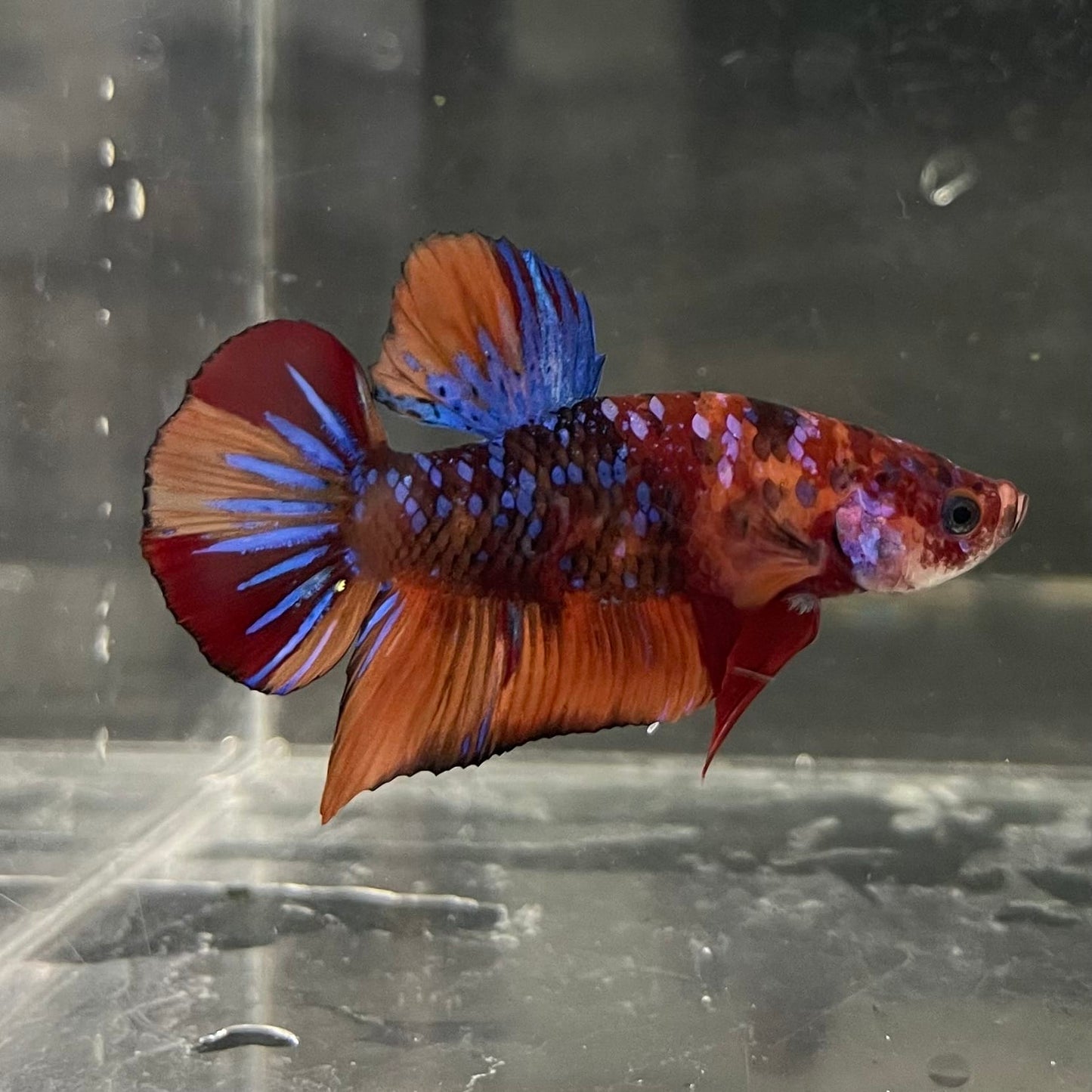 the-fish-farm Premium Male Betta Fancy Plakat Betta Male - One Only - 19 Buy this Premium Male Plakat Betta - One Only The Fish Farm Australia