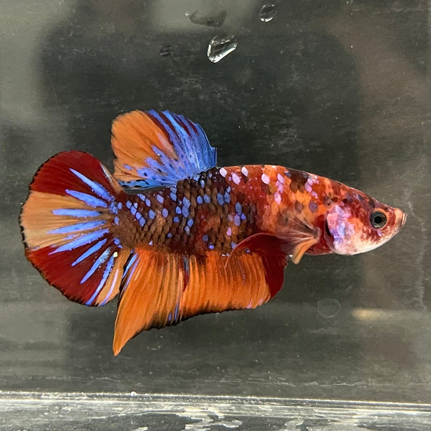 the-fish-farm Premium Male Betta Fancy Plakat Betta Male - One Only - 19 Buy this Premium Male Plakat Betta - One Only The Fish Farm Australia