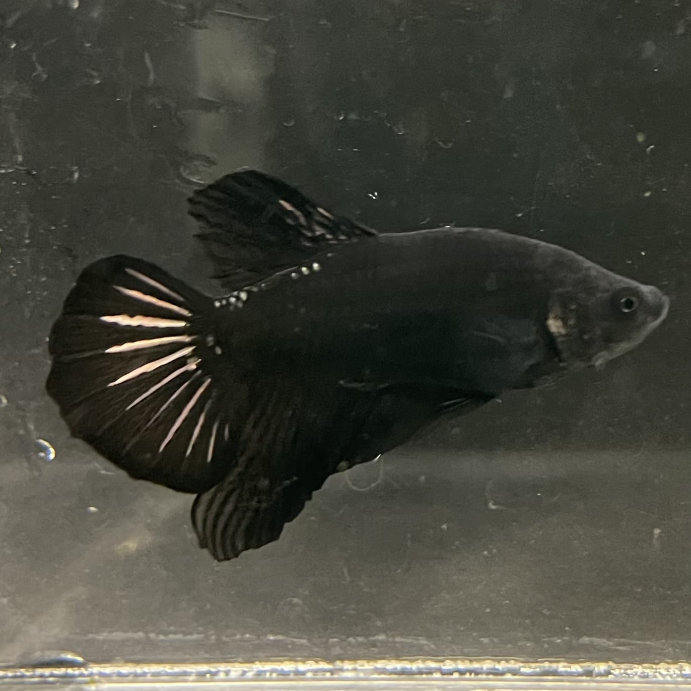 the-fish-farm Premium Male Betta Fancy Plakat Betta Male - One Only - 19 Buy this Premium Male Plakat Betta - One Only The Fish Farm Australia