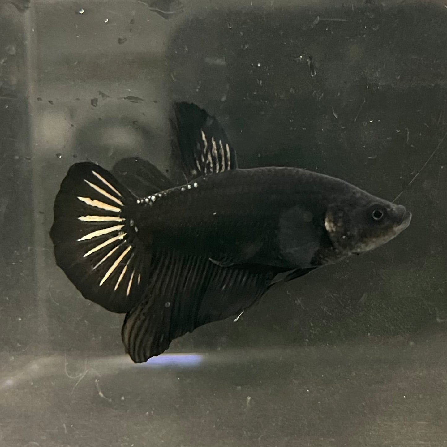 the-fish-farm Premium Male Betta Fancy Plakat Betta Male - One Only - 19 Buy this Premium Male Plakat Betta - One Only The Fish Farm Australia