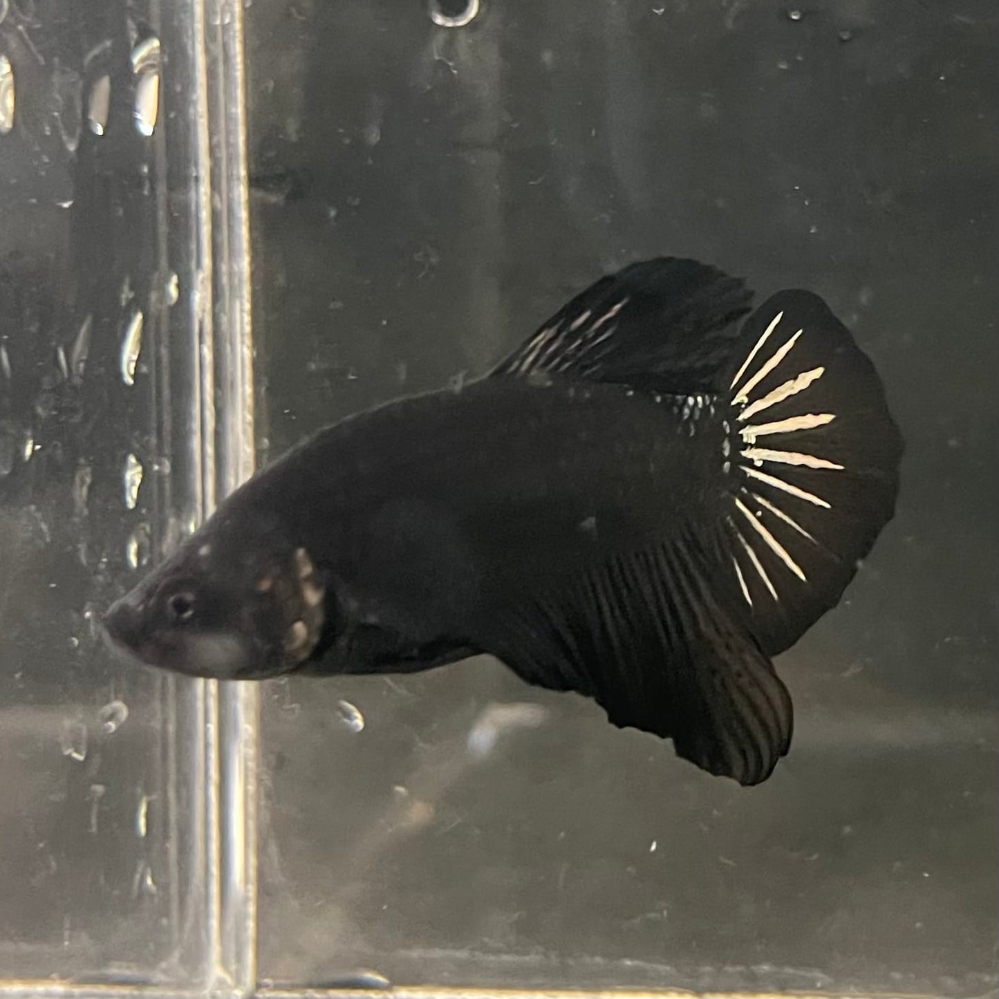 the-fish-farm Premium Male Betta Fancy Plakat Betta Male - One Only - 19 Buy this Premium Male Plakat Betta - One Only The Fish Farm Australia